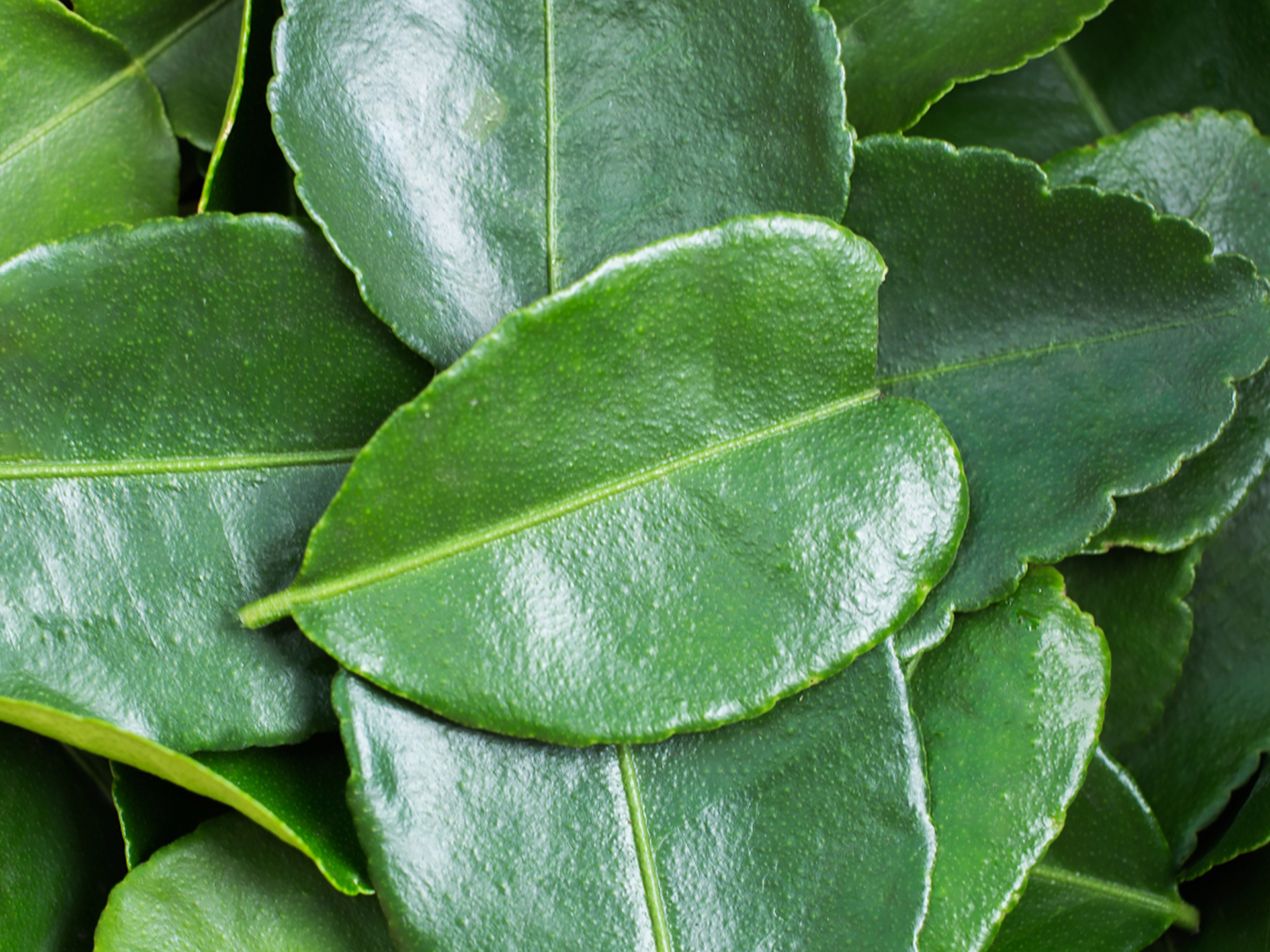 Kaffir-Lime-Leaves-Citrus_hystrix