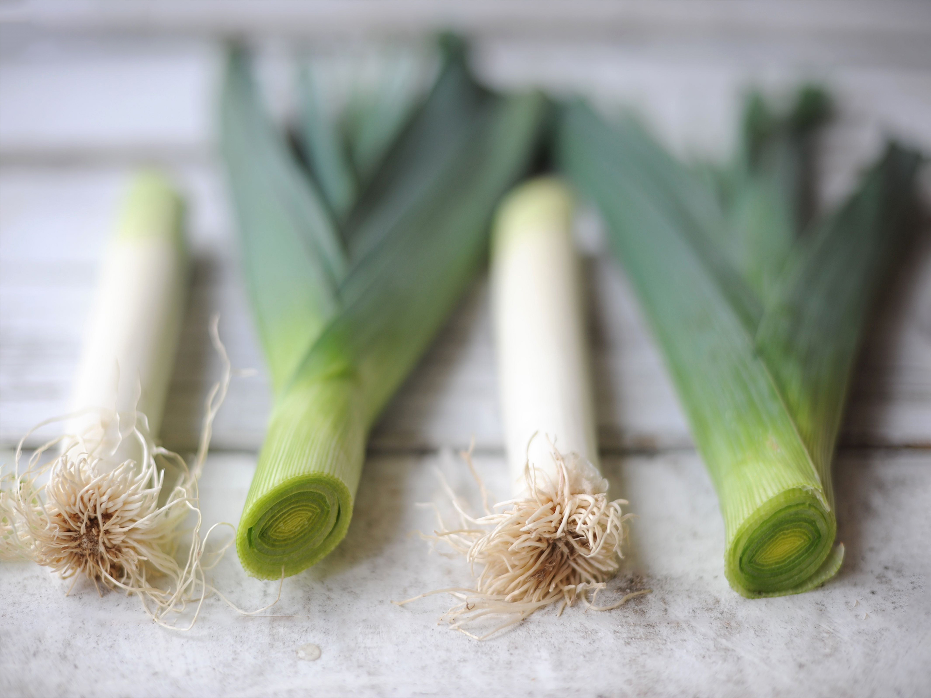 Leek-Allium_porrum
