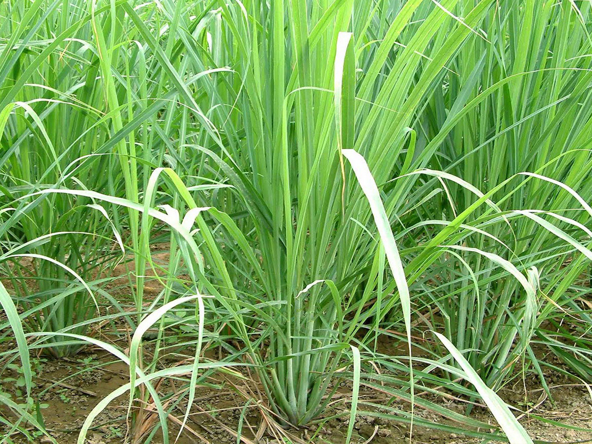 Lemongrass-Cymbopogon_citratus