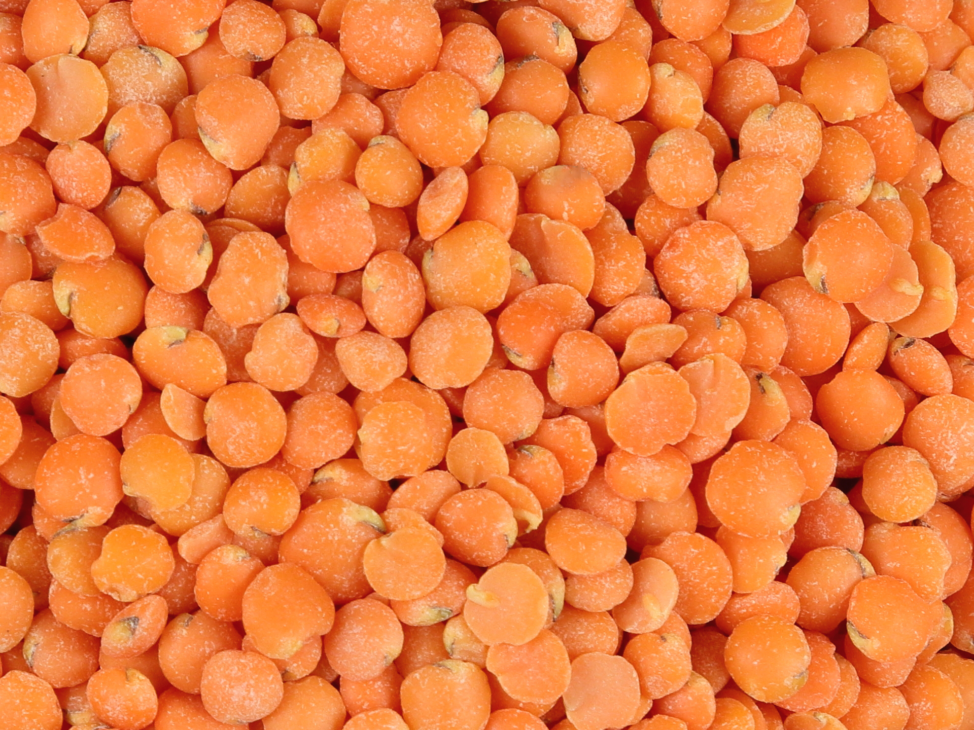 Lentil-Lens_culinaris