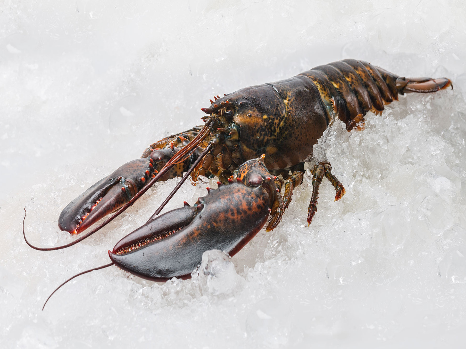 Lobster-Homarus_gammarus