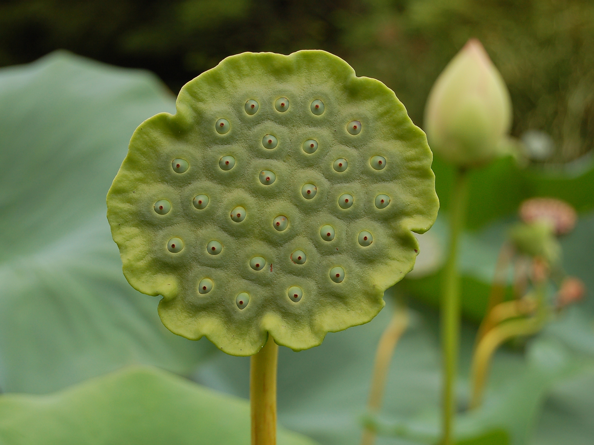 Lotus-Root-Nelumbo_nucifera