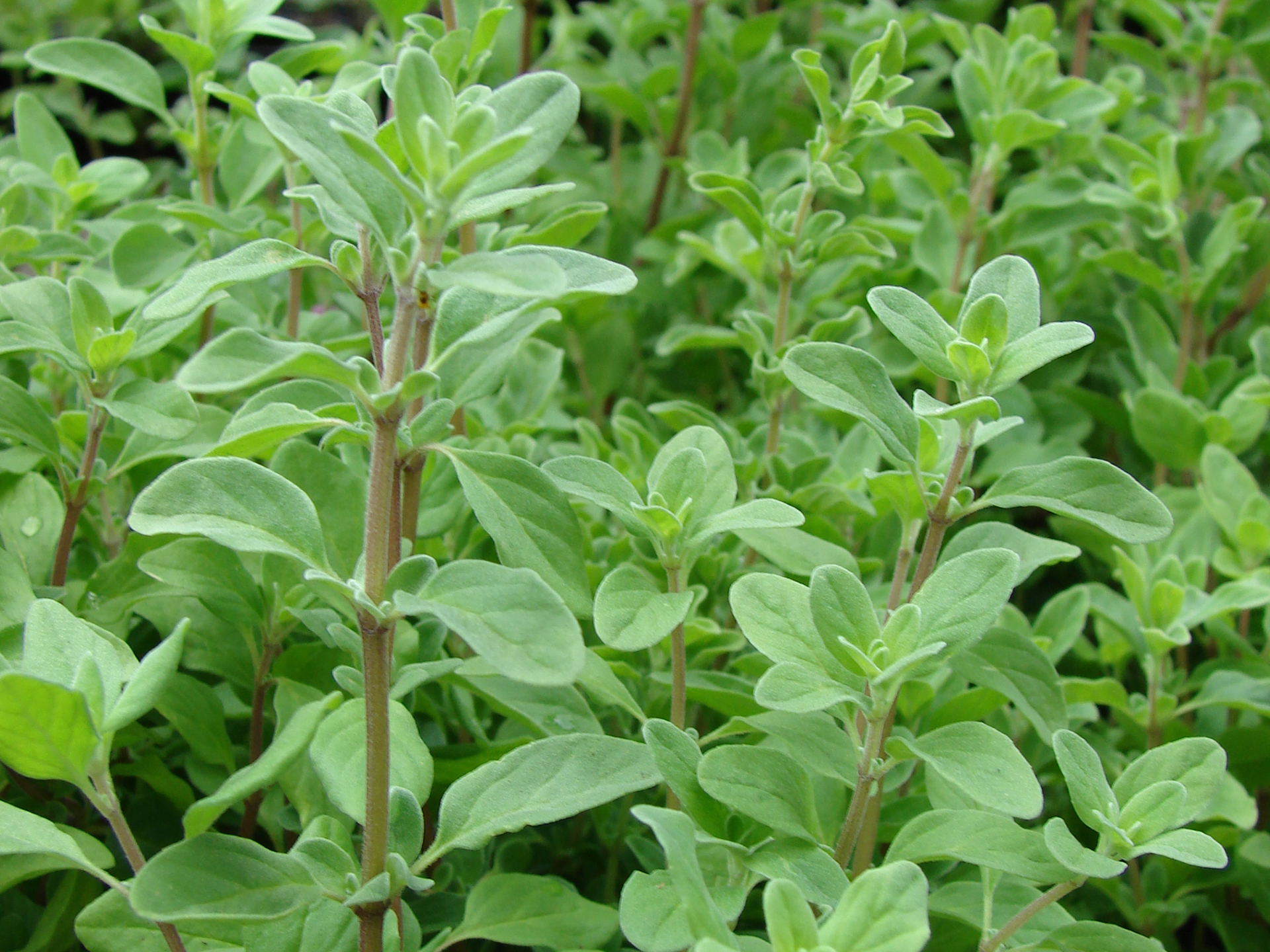 Marjoram-Origanum_majorana