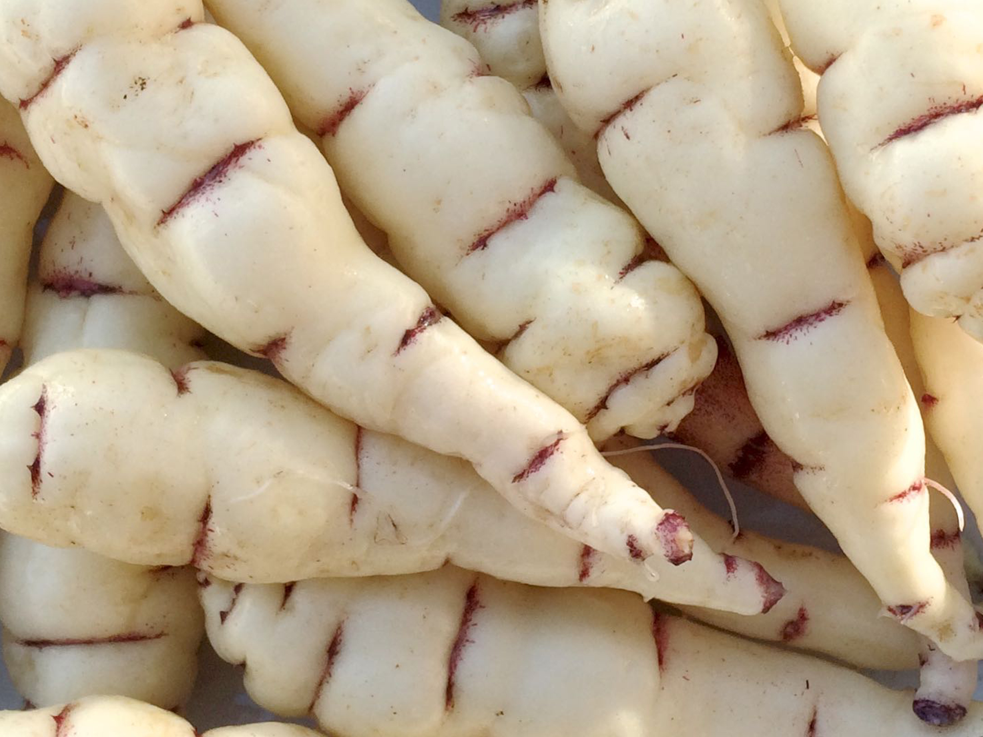 Mashua-Blanca-Tropaeolum_tuberosum