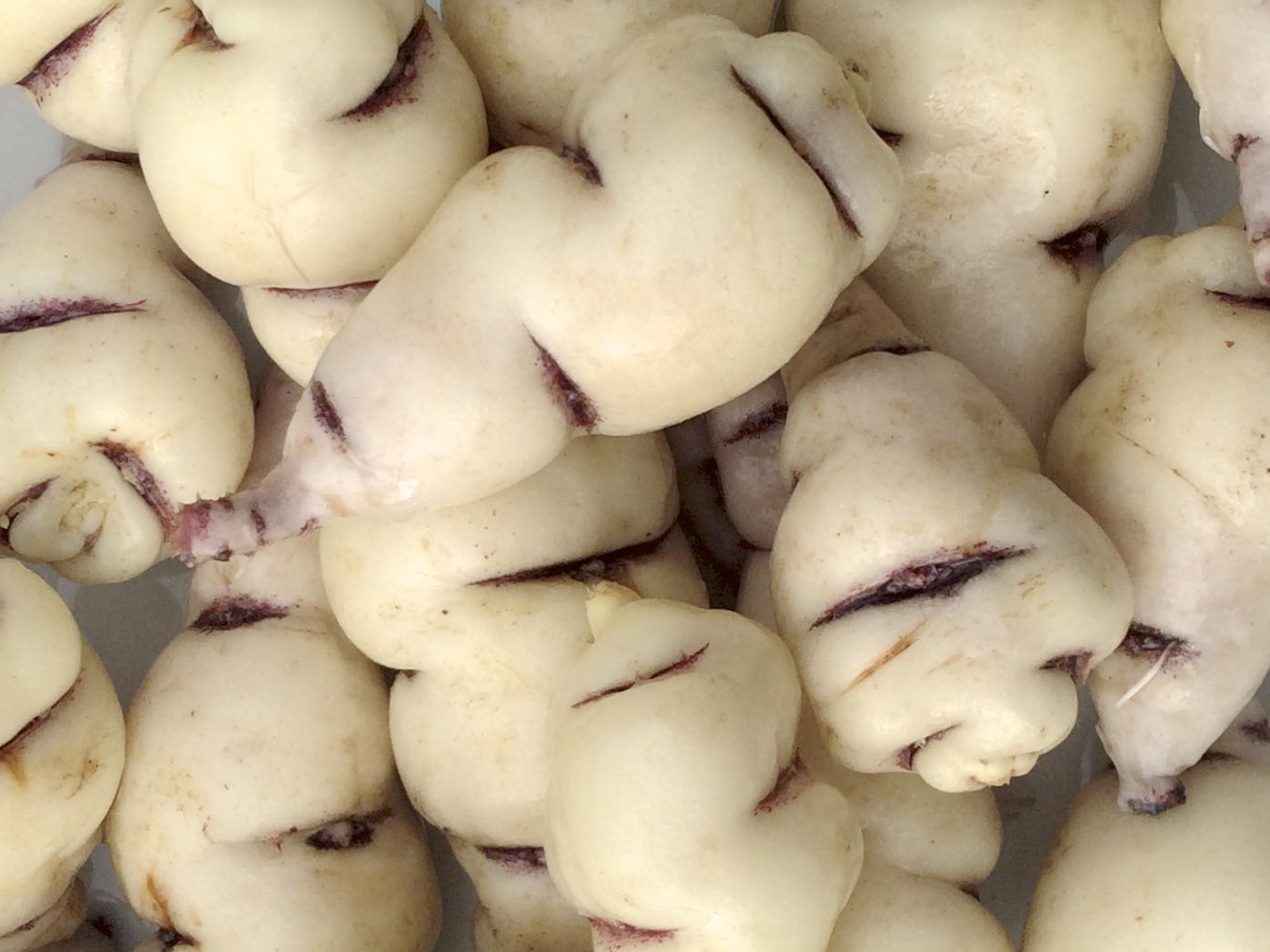 Mashua-Bogota-Tropaeolum_tuberosum