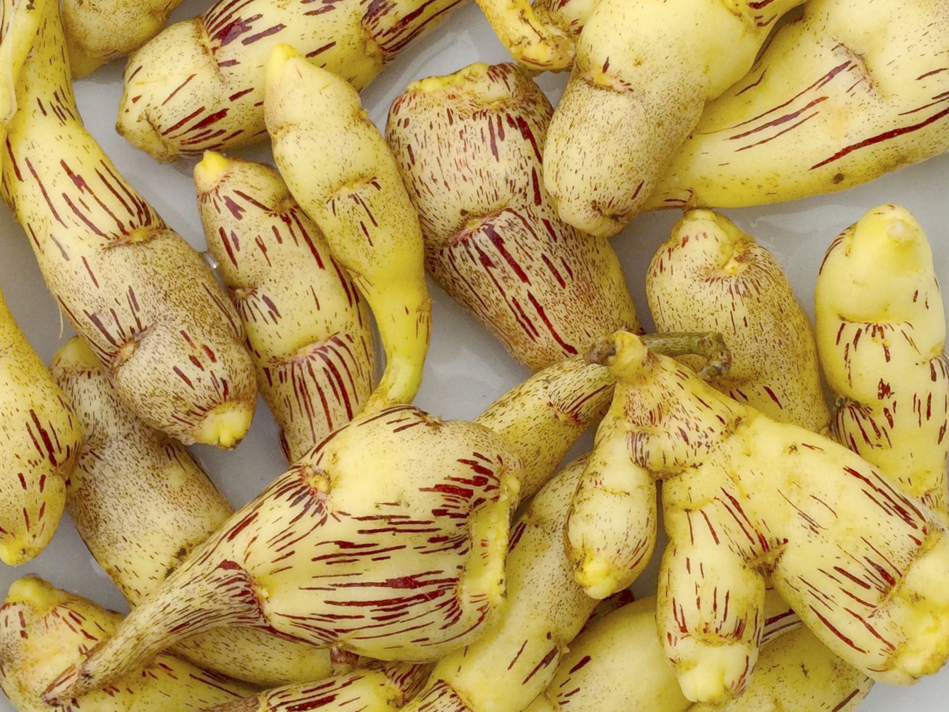 Mashua-Puca-Anu-Tropaeolum_tuberosum