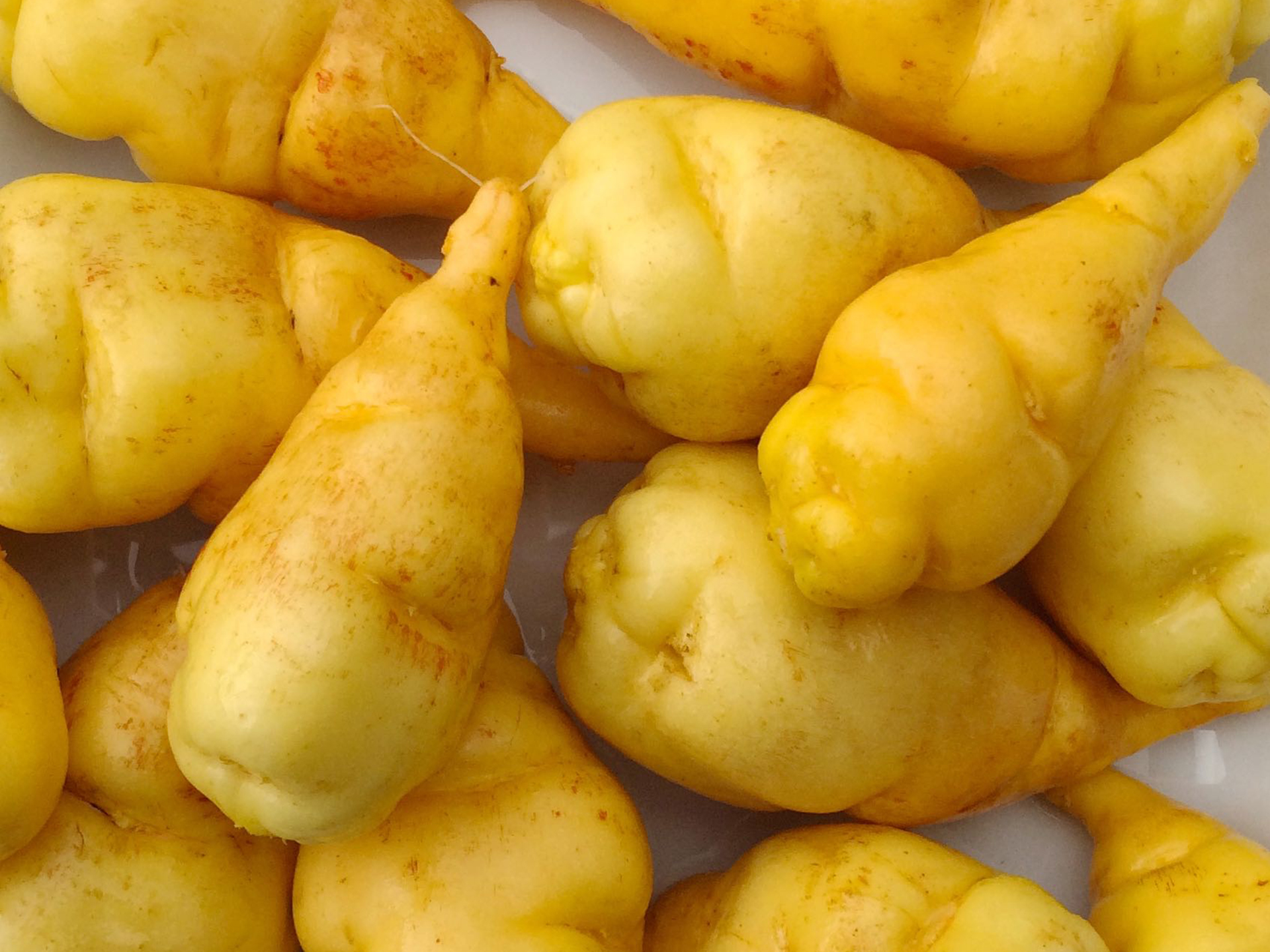 Mashua-Sapu-Anu-Tropaeolum_tuberosum