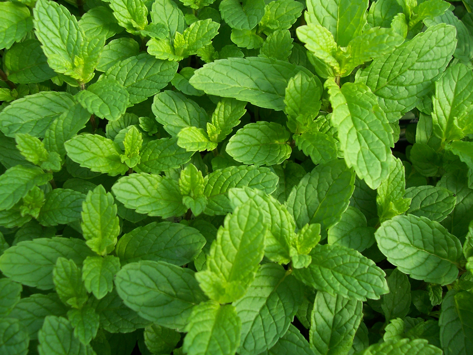 Mint-Mentha_longifolia