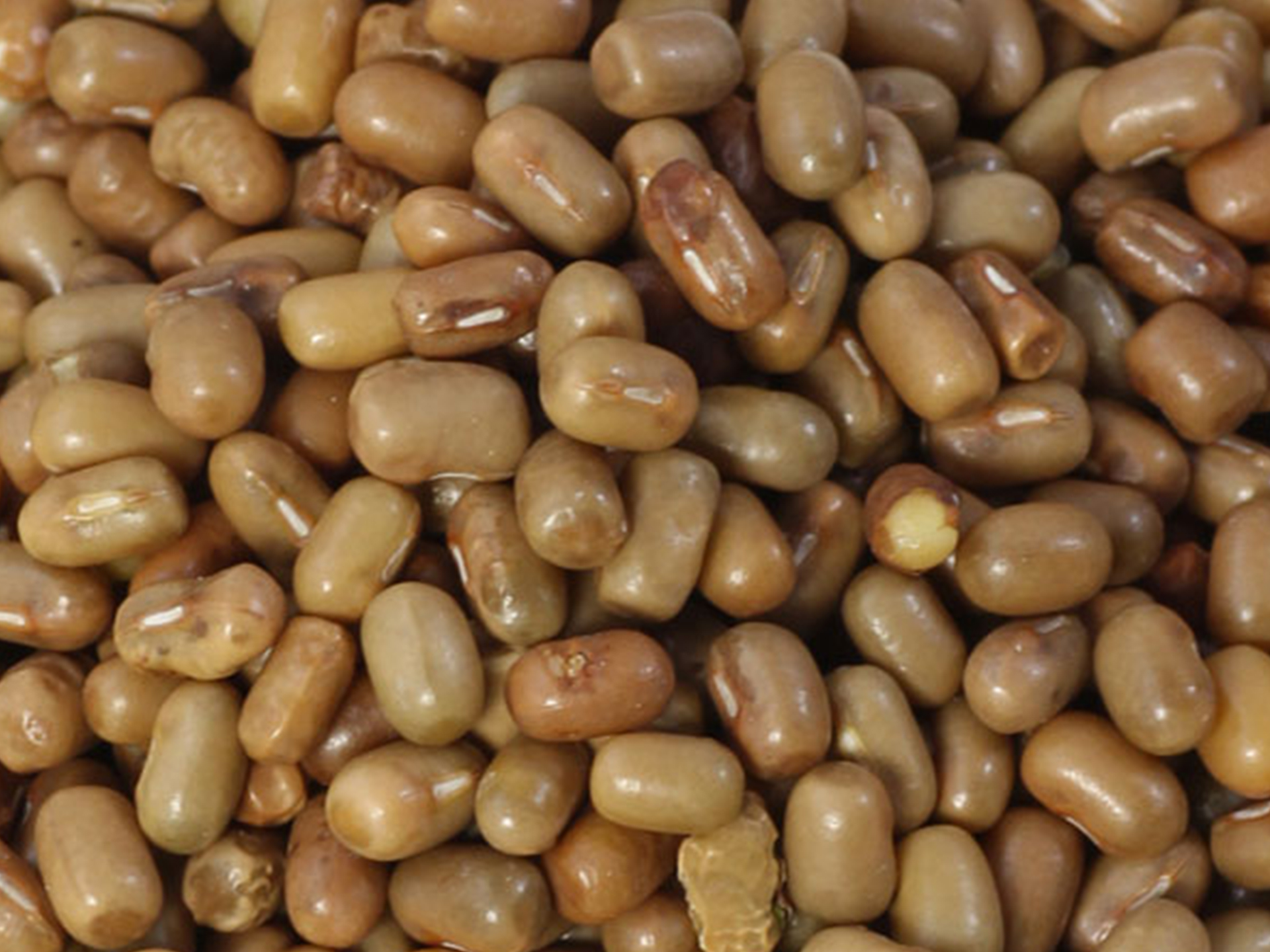 Moth-Bean-Vigna_acontifolia