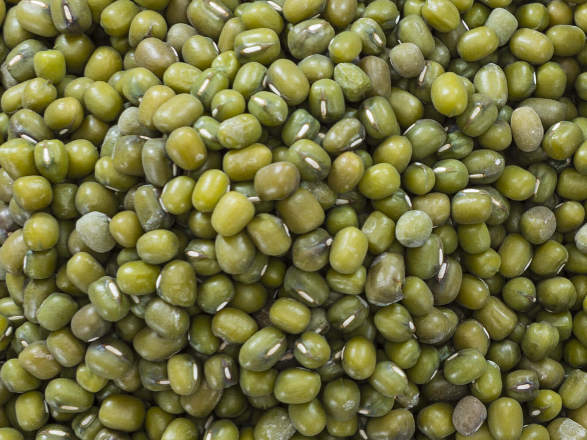 Mung-Bean-Vigna_radiata