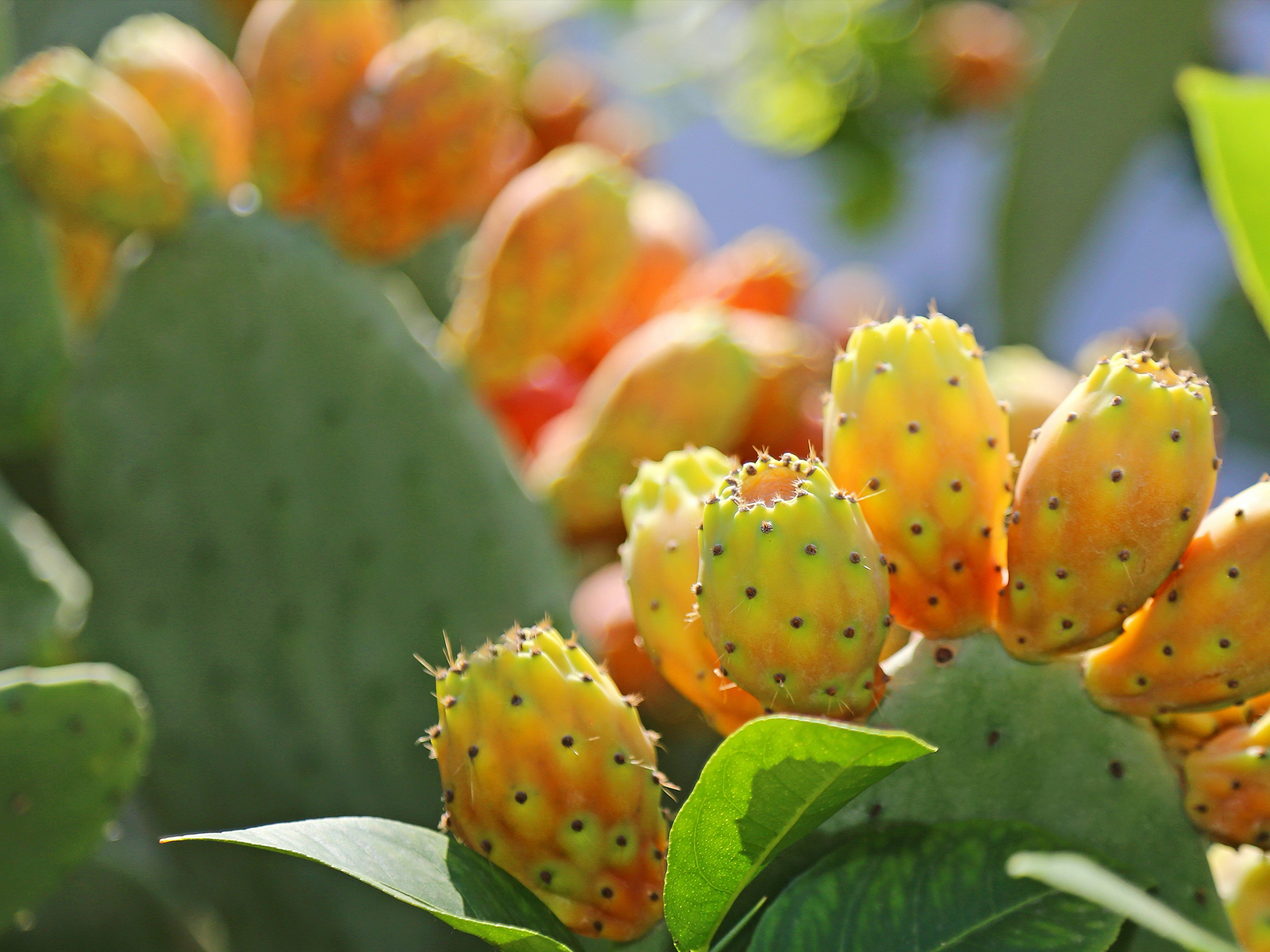 Nopal-Opuntia_ficus-indica