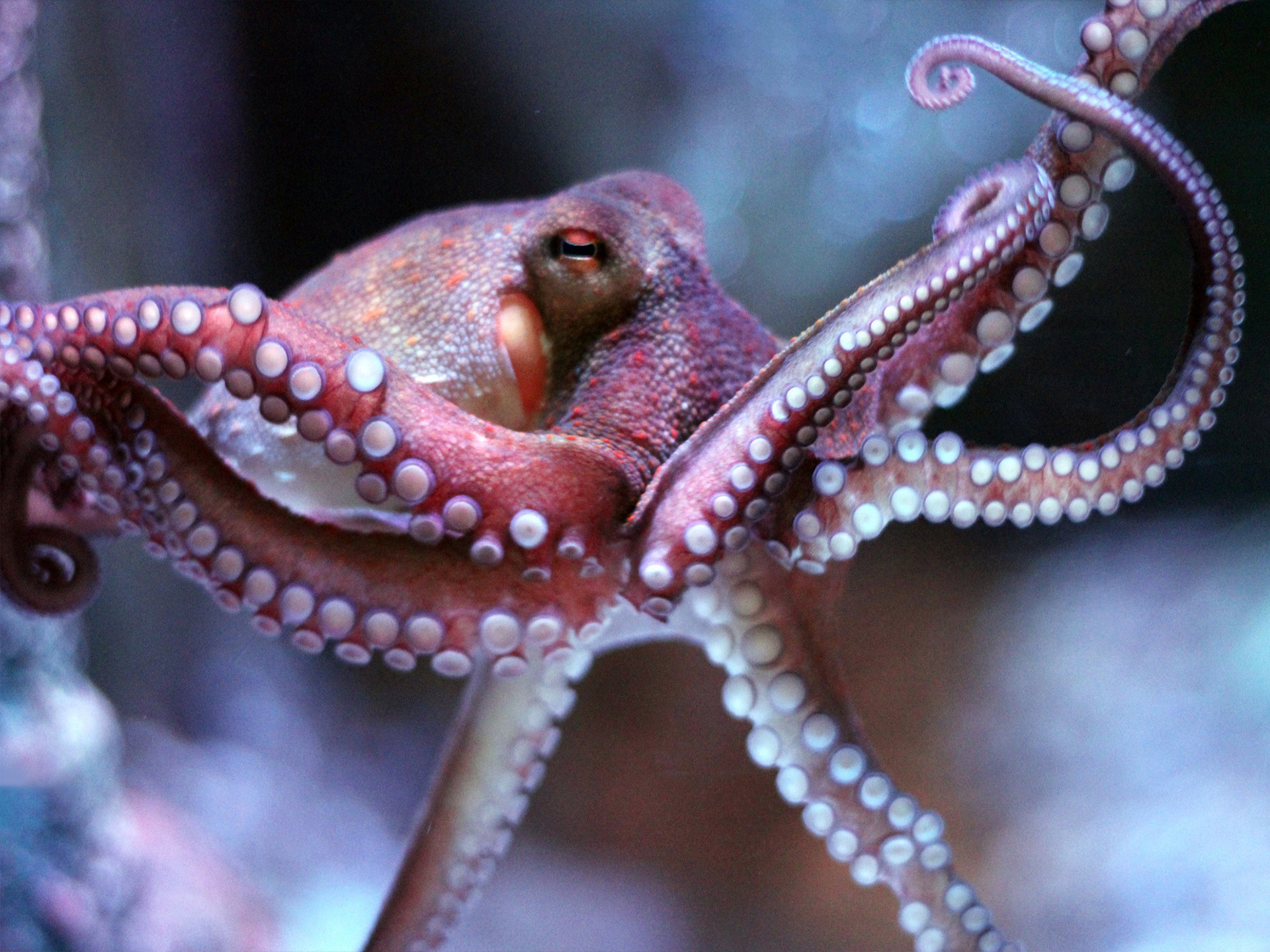 Octopus-Octopus_vulgaris