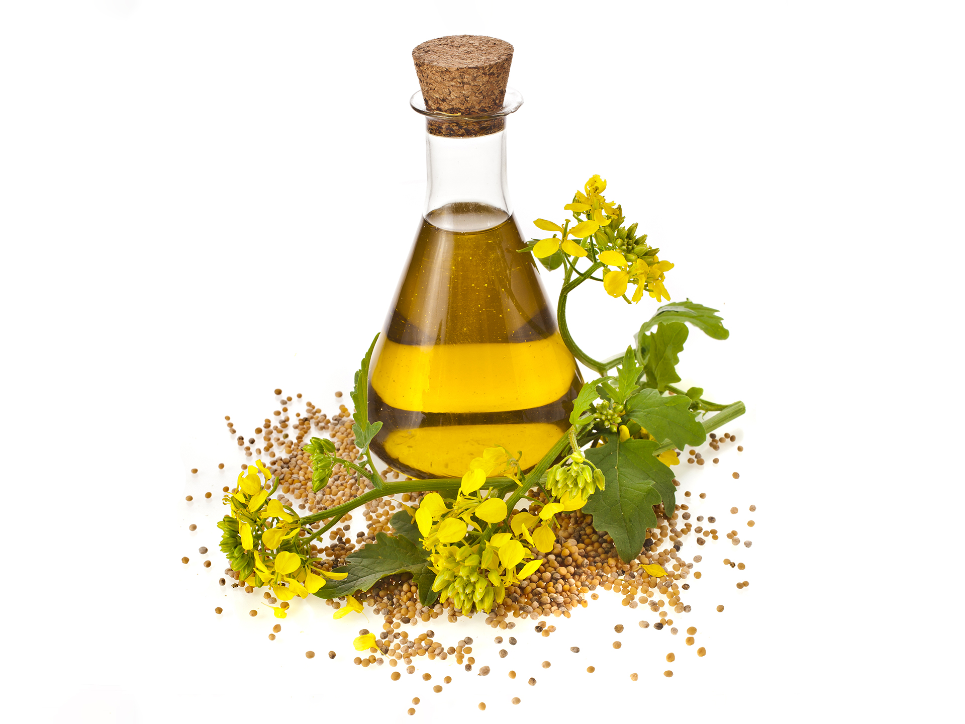 Oil-Canola