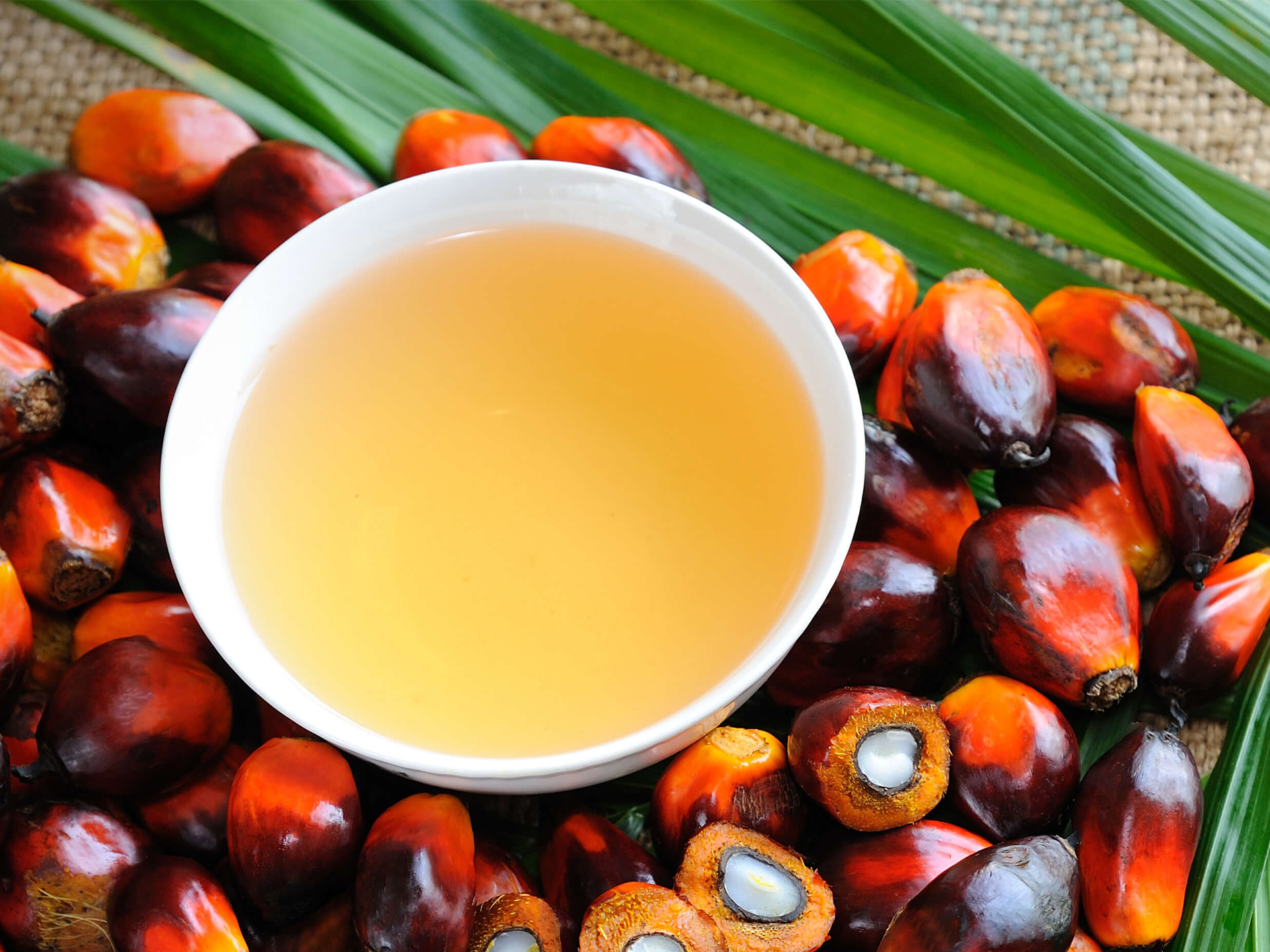 Oil-Palm