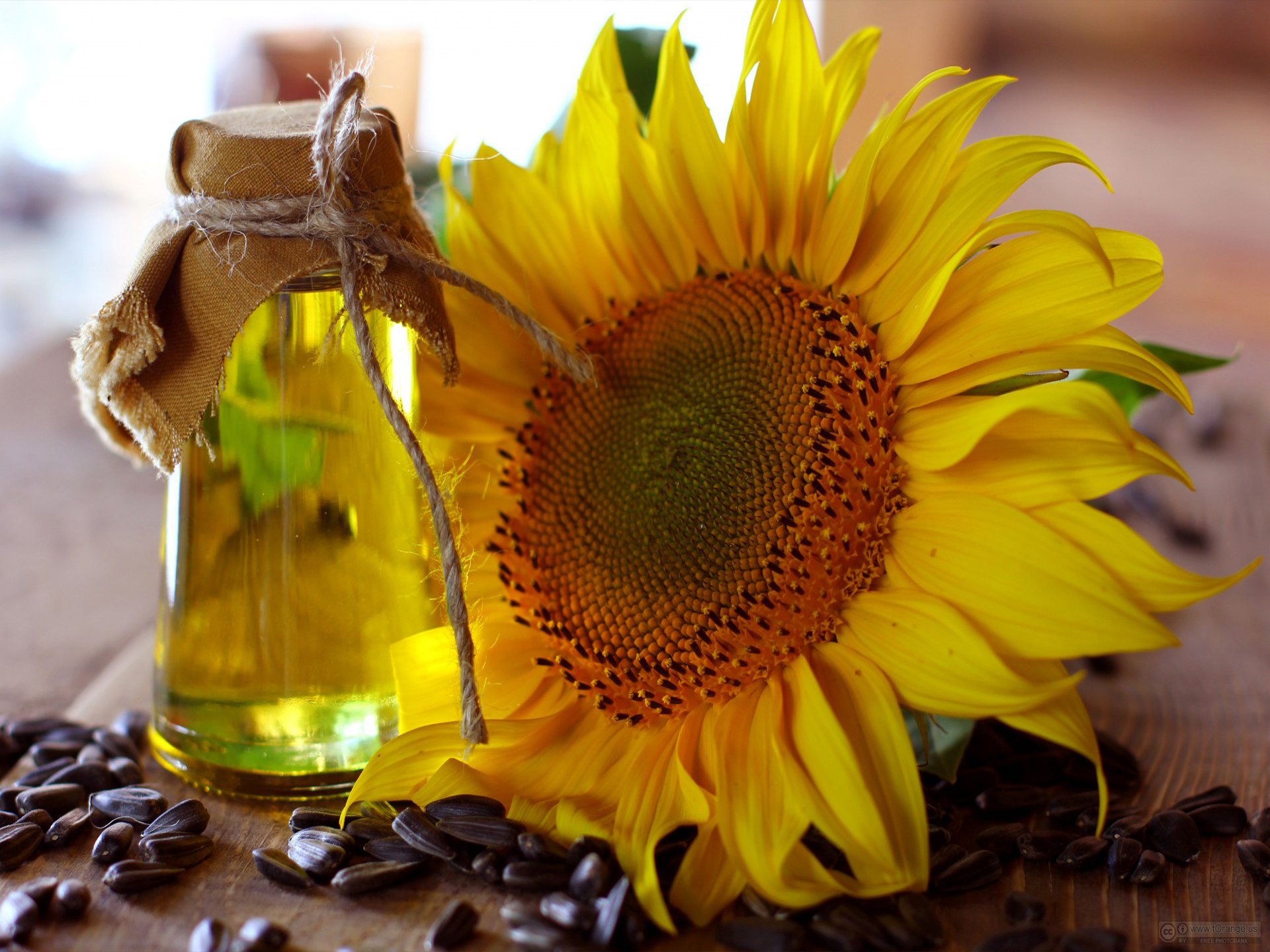 Oil-Sunflower