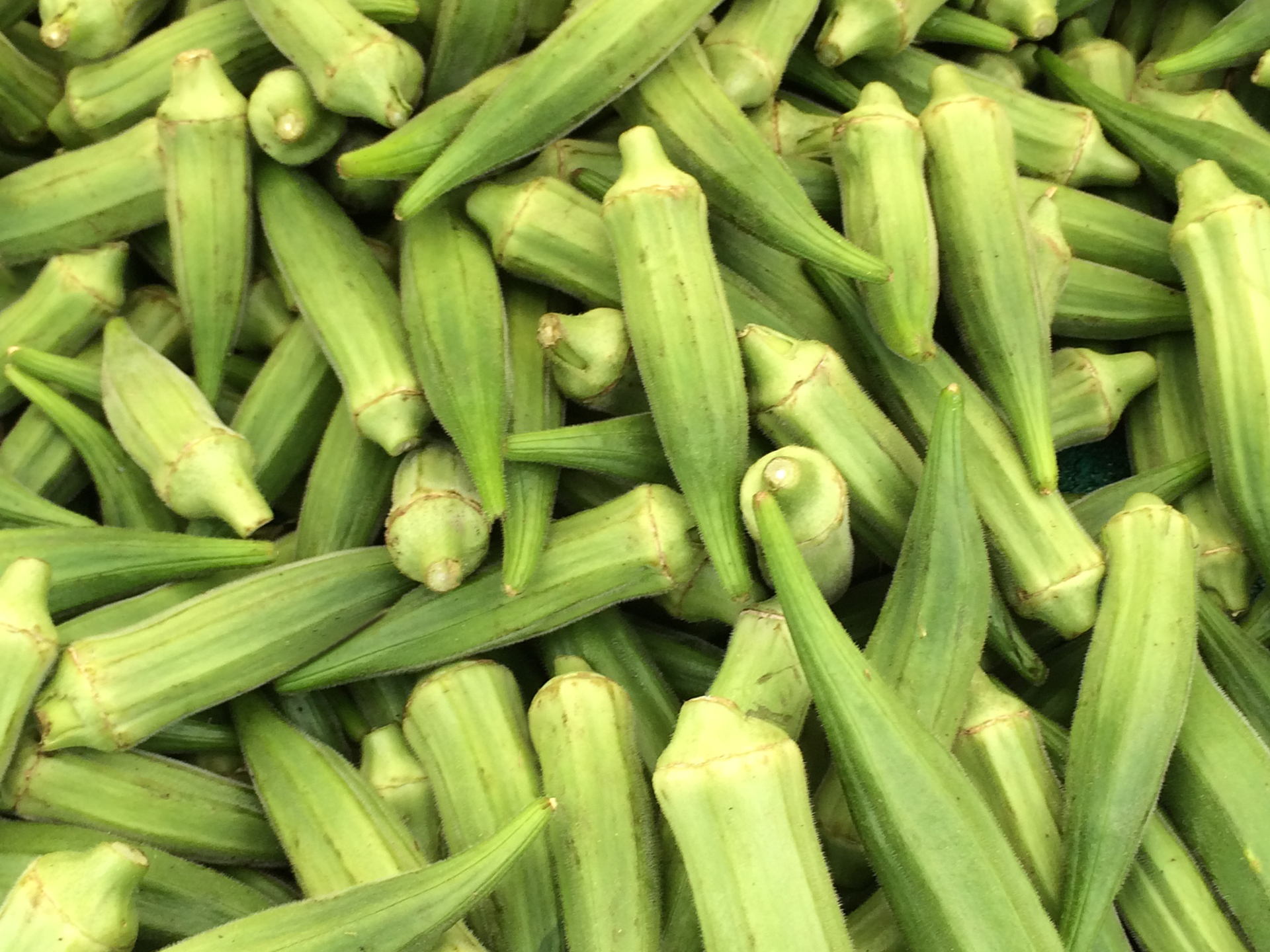 Okra-Abelmoschus_esculentus