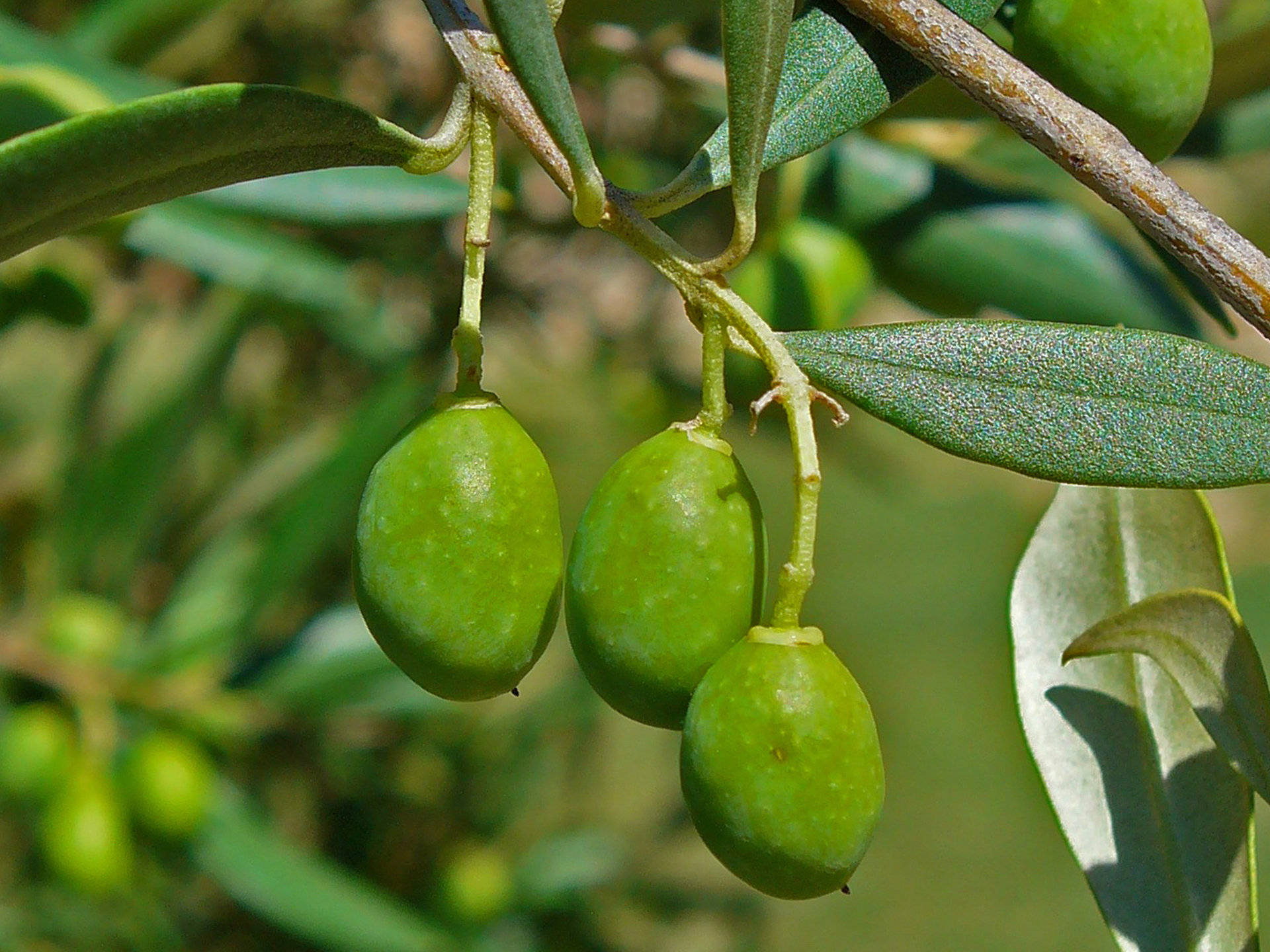 Olive-Fruit-Olea_europaea