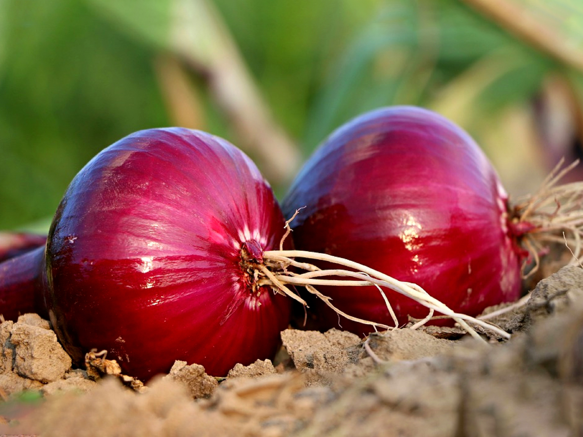 Onion-Allium_cepa