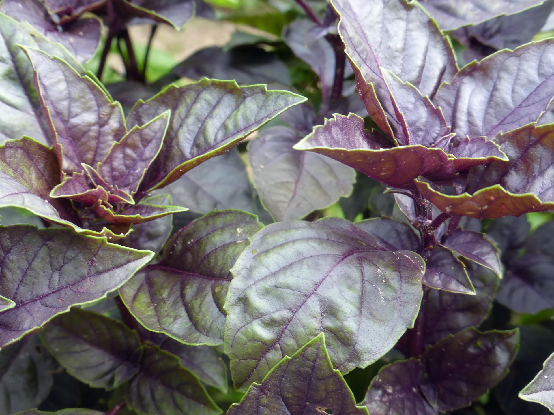 Opal-Basil-Ocimum_basilicum