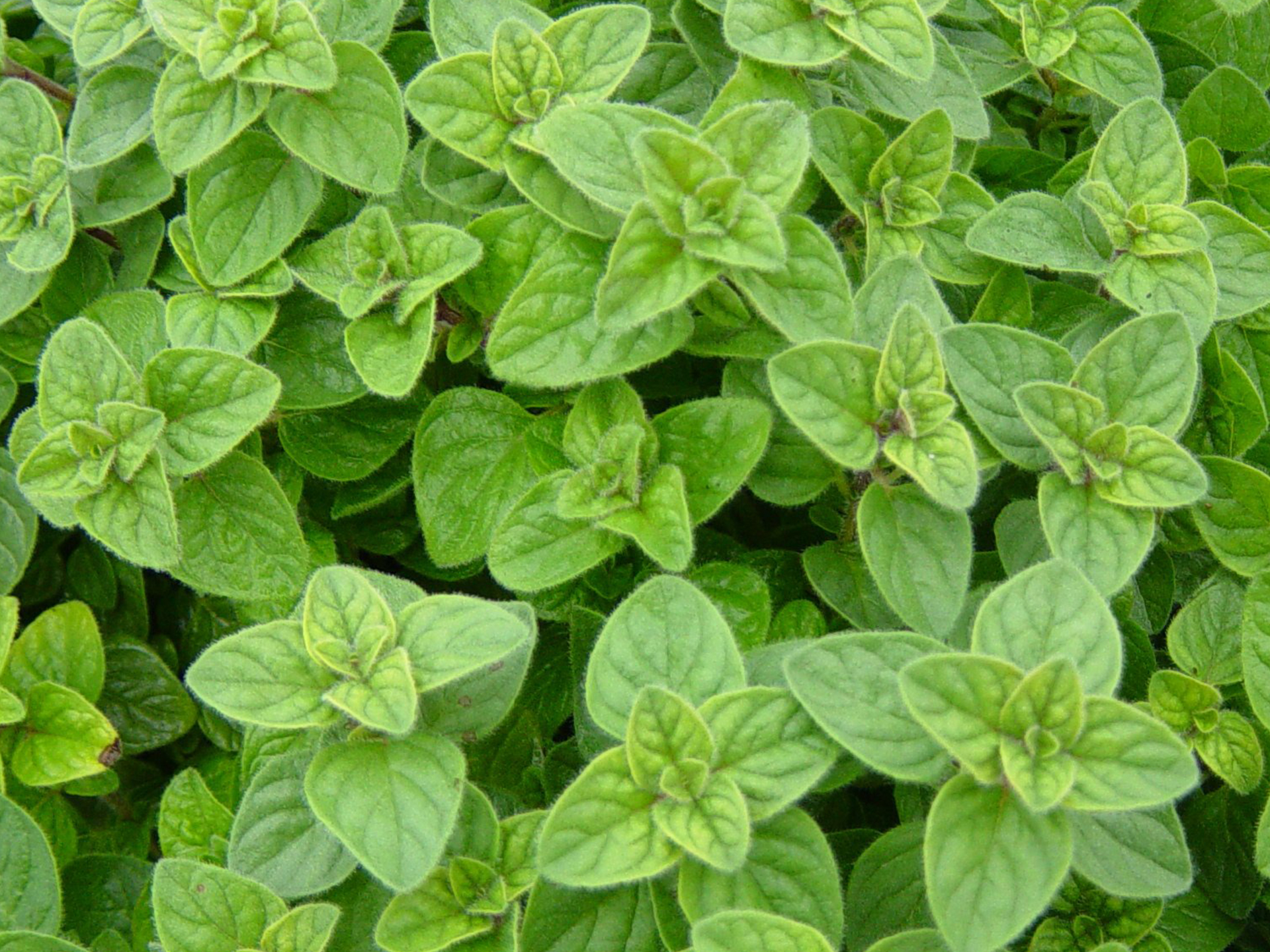Orgeano-Origanum_vulgare