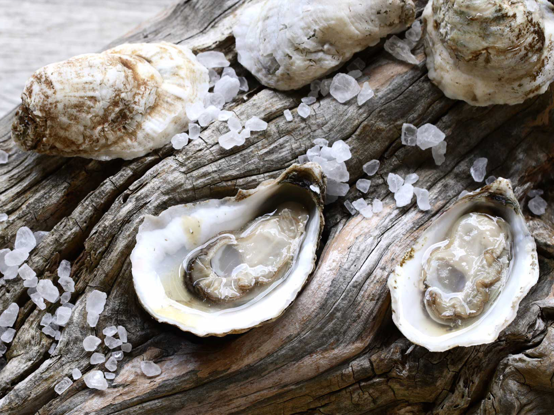 Oyster-Pacific-Magallana_gigas