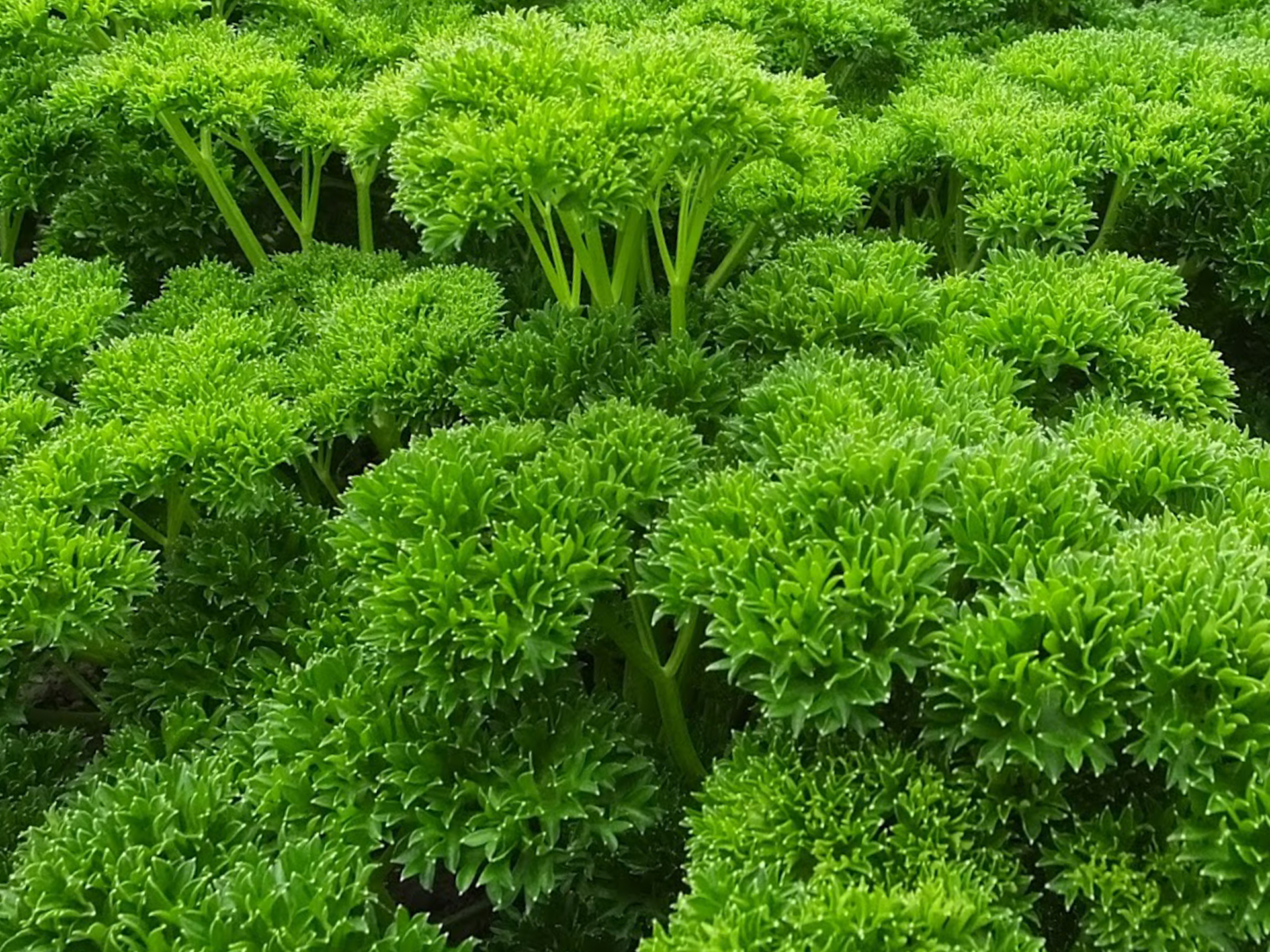 Parsley-Triple-Curl-Petroselinum_crispum