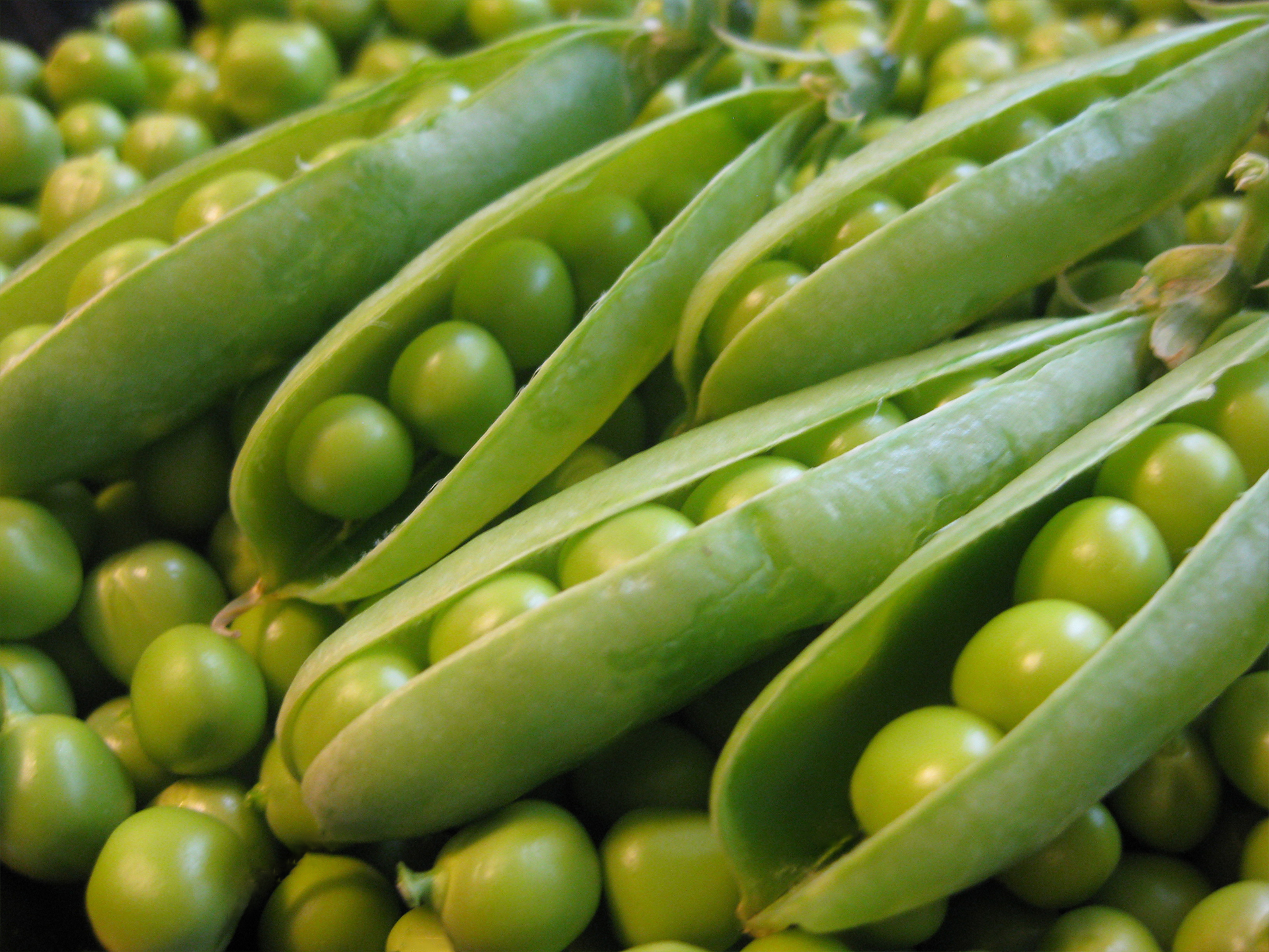 Pea-Pisum_sativum