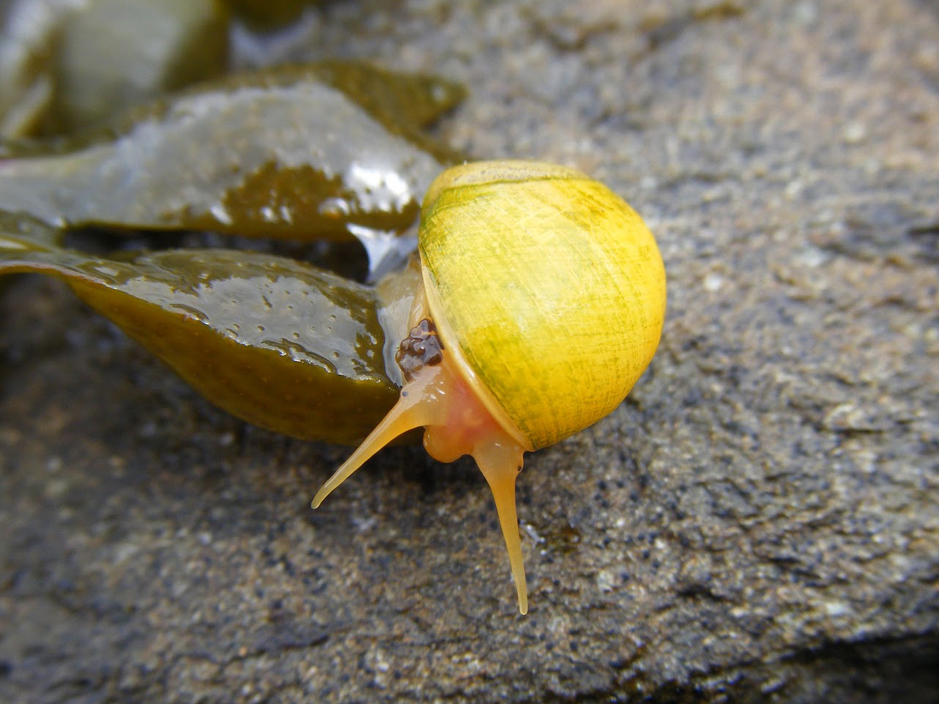 Periwinkle-Littorina_obtusata