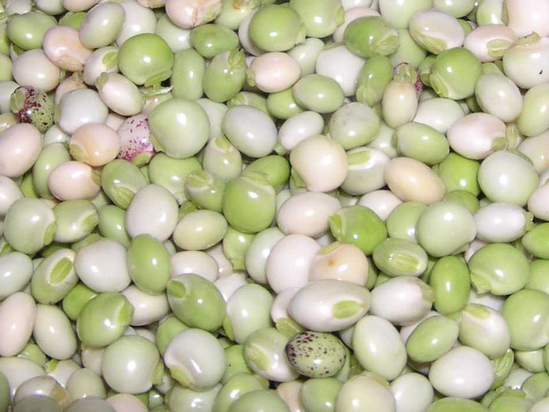 Pigeon-Pea-Cajanus_cajan