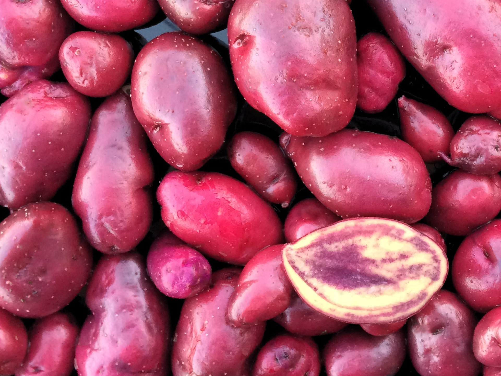 Potato-Andean-Solanum_tuberosum