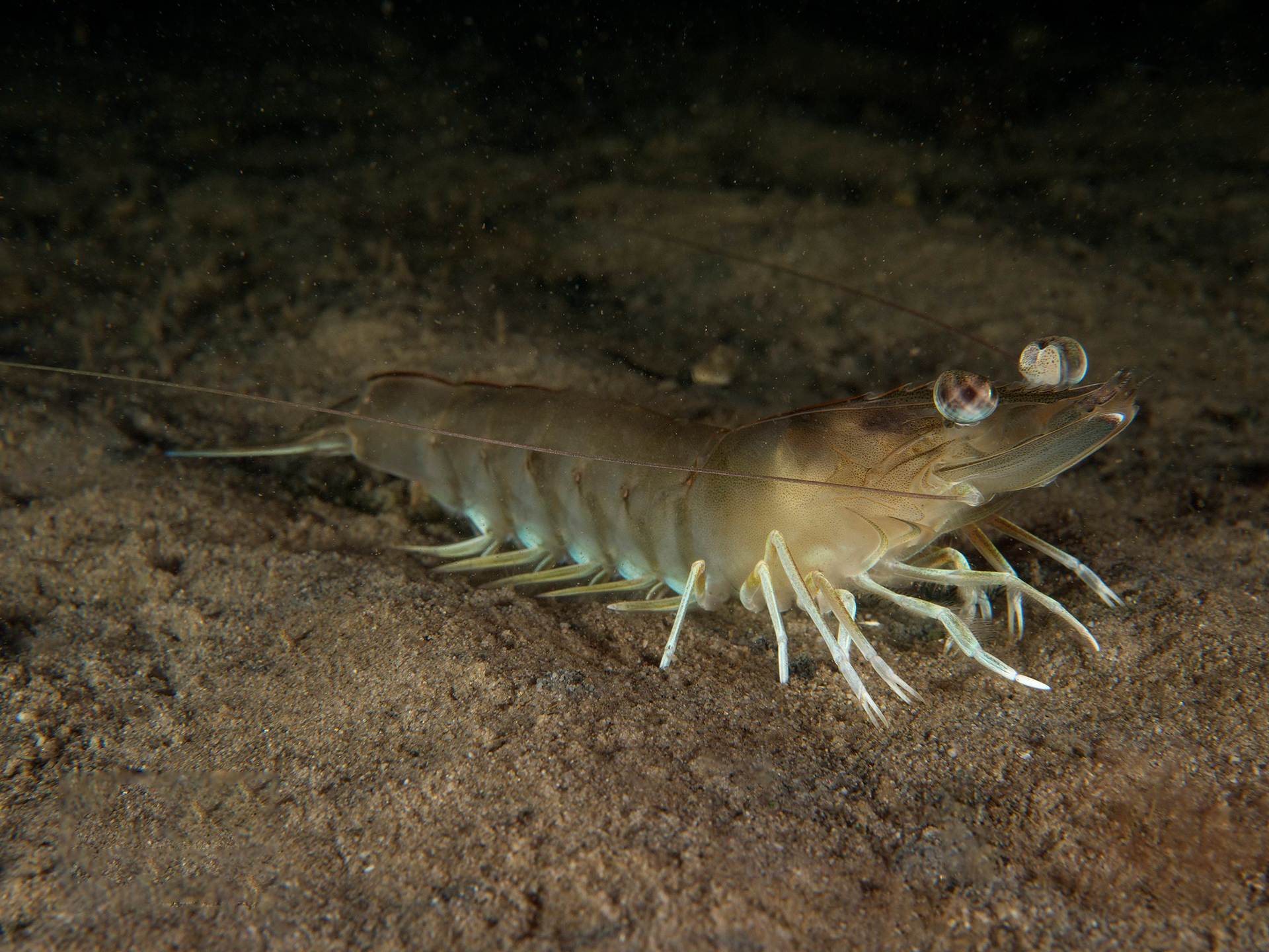 Prawn-King-Eastern-Melicertus_plebejus