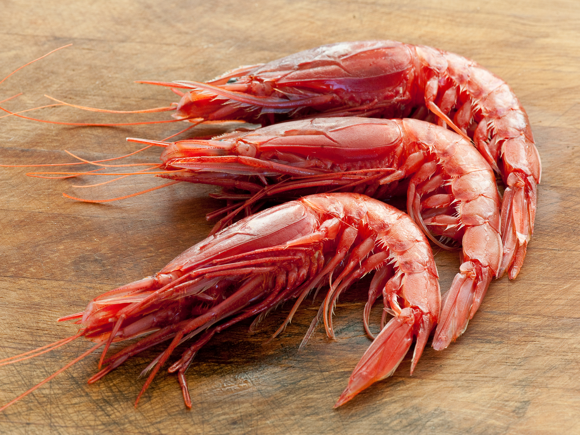 Prawn-Royal-Red-Haliporoides_sibogae