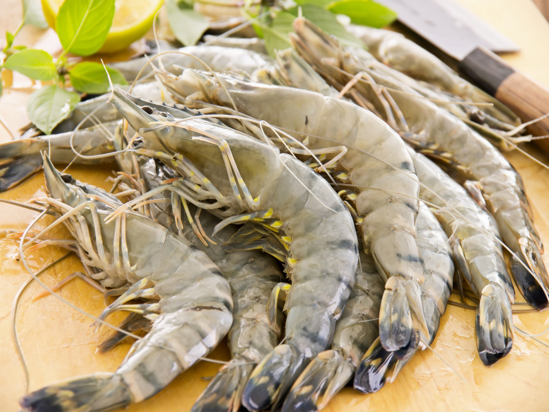 Prawn-Tiger-Brown-Penaeus_esculentus