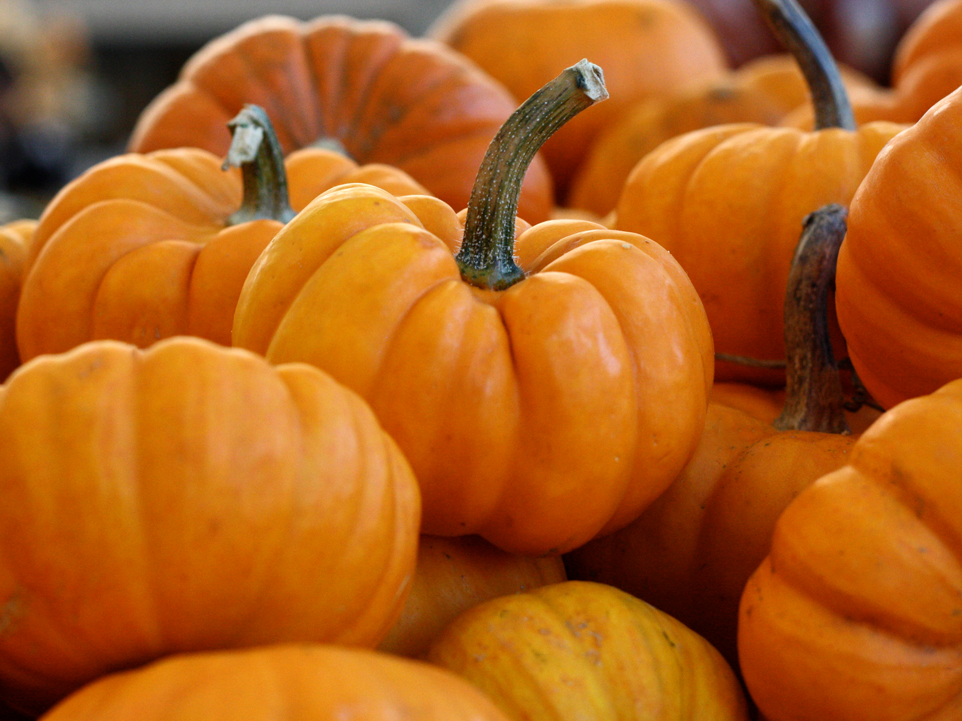 Pumpkin-Cucurbita_Pepo