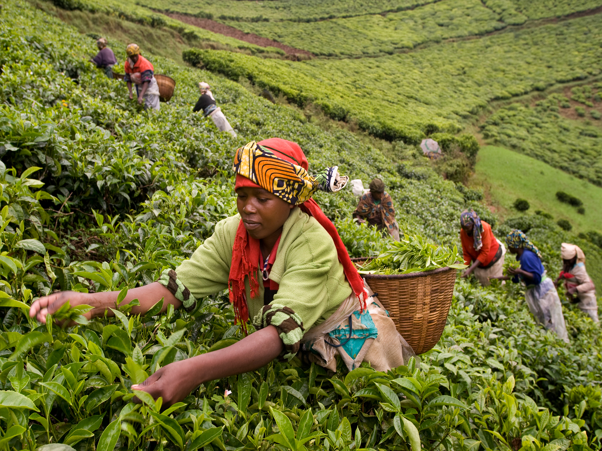 Отрасли восточной африки. Эфиопия Сидамо плантации. Кения чайные плантации. Кения плантации кофе. Кофейные плантации Коста Рики.