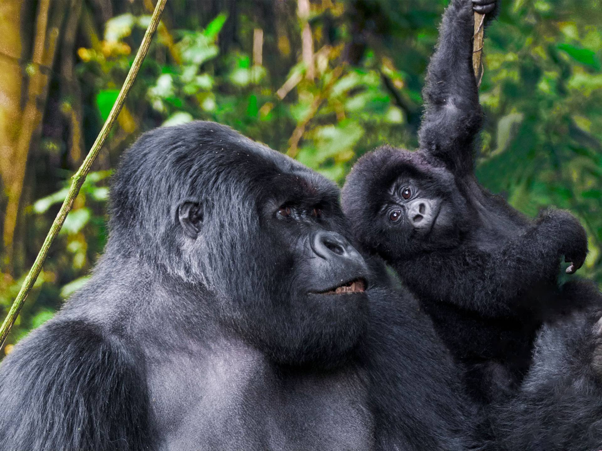 Www bing com image. Горилла и шимпанзе. Приматы горилла. Парк Вирунга человекообразные обезьяны. Горилла в природе.