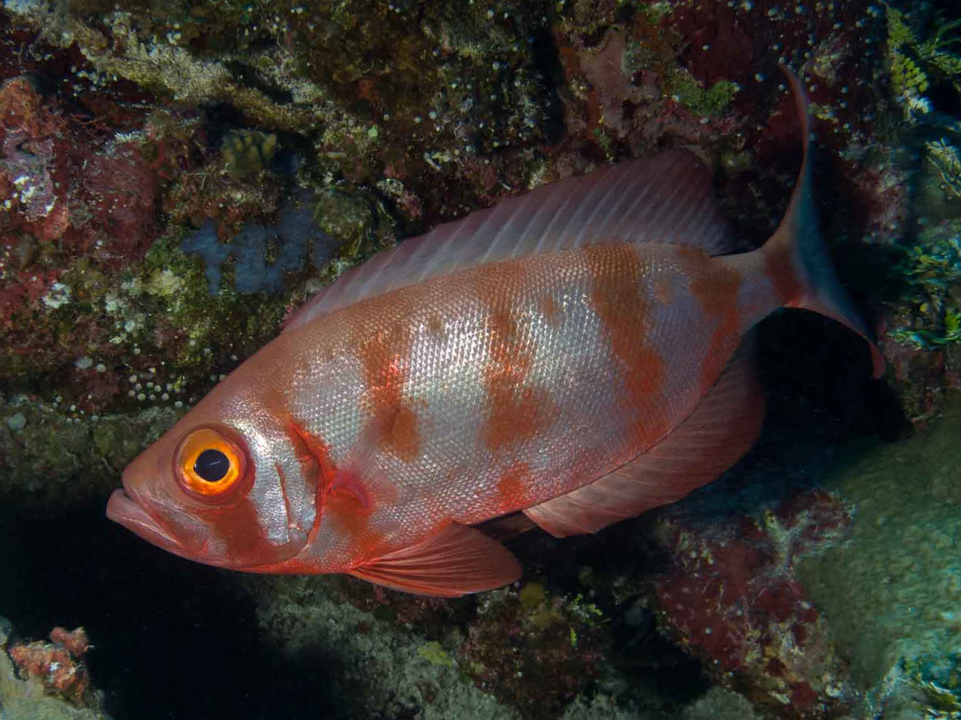 Redfish-Bight-Centroberyx_gerrardi