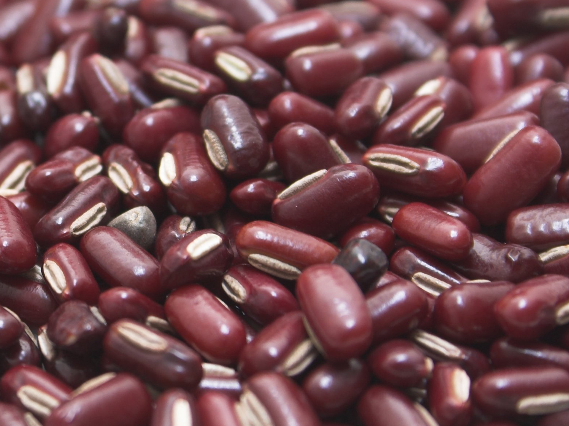 Rice-Bean-Vigna_umbellata