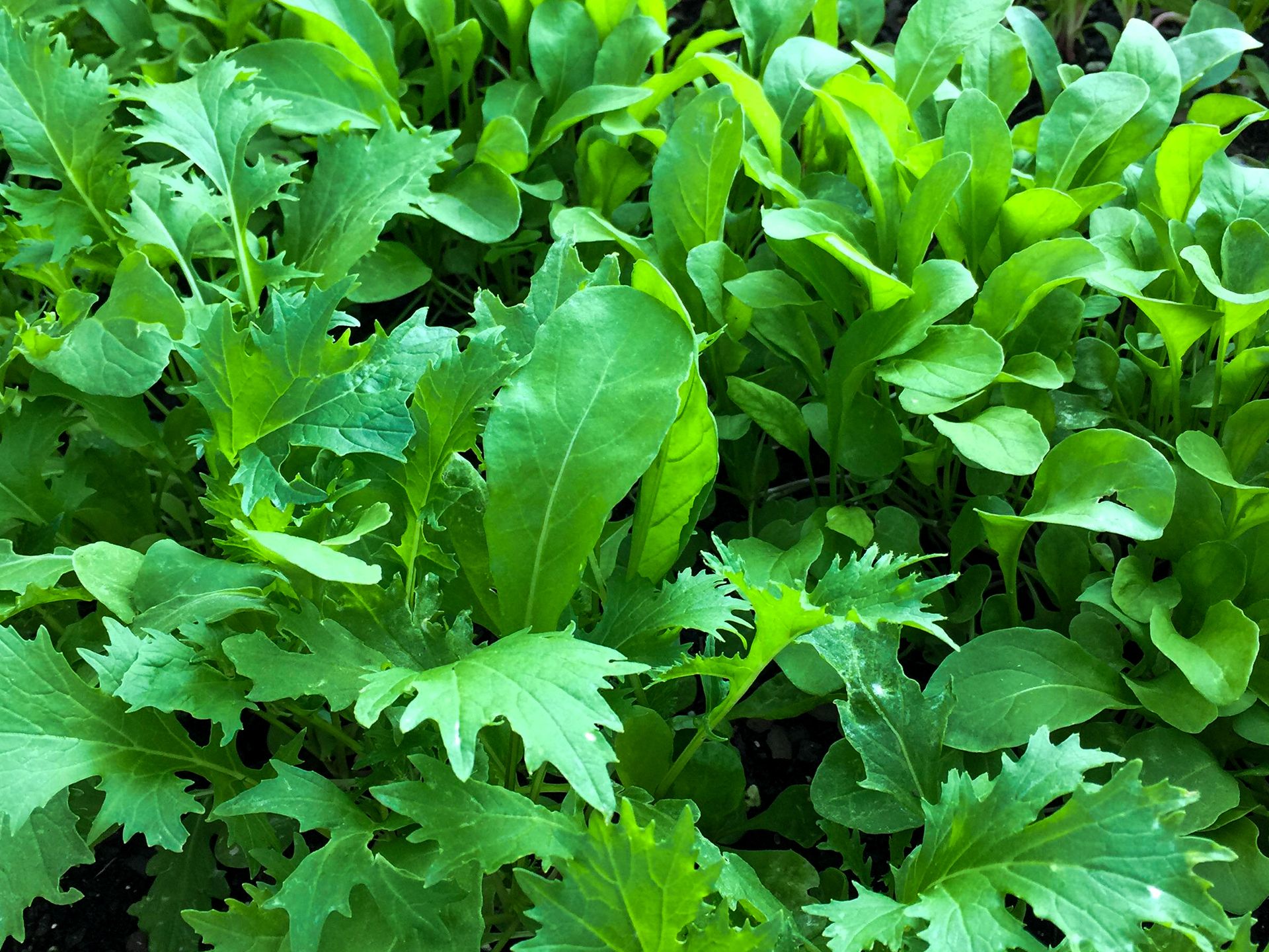 Rocket-Eruca_sativa