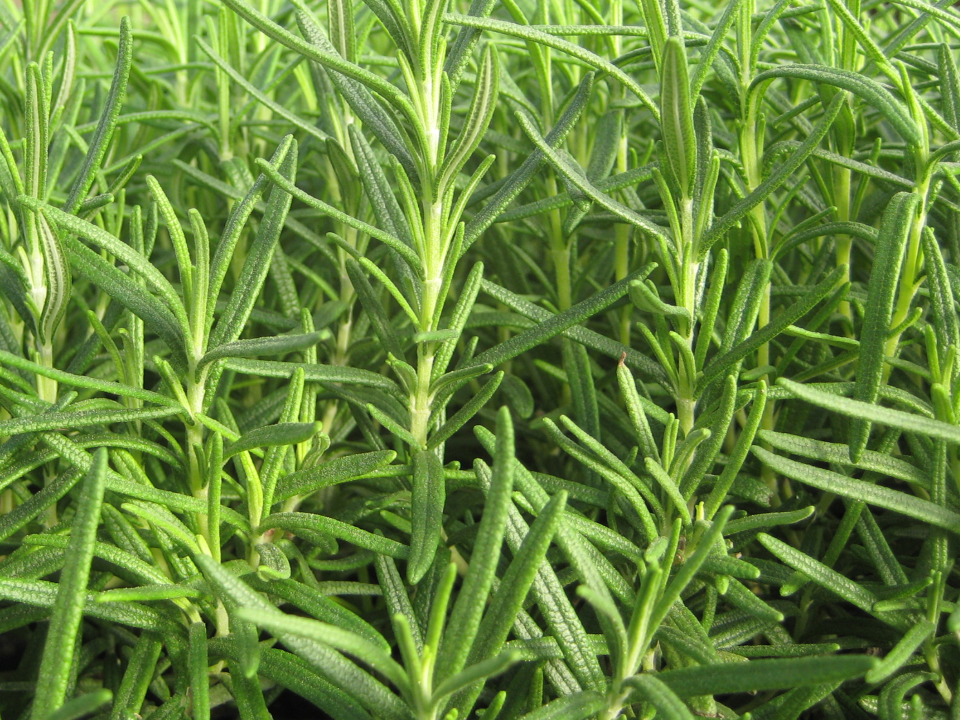 Rosemary-Rosmarinus_officinalis
