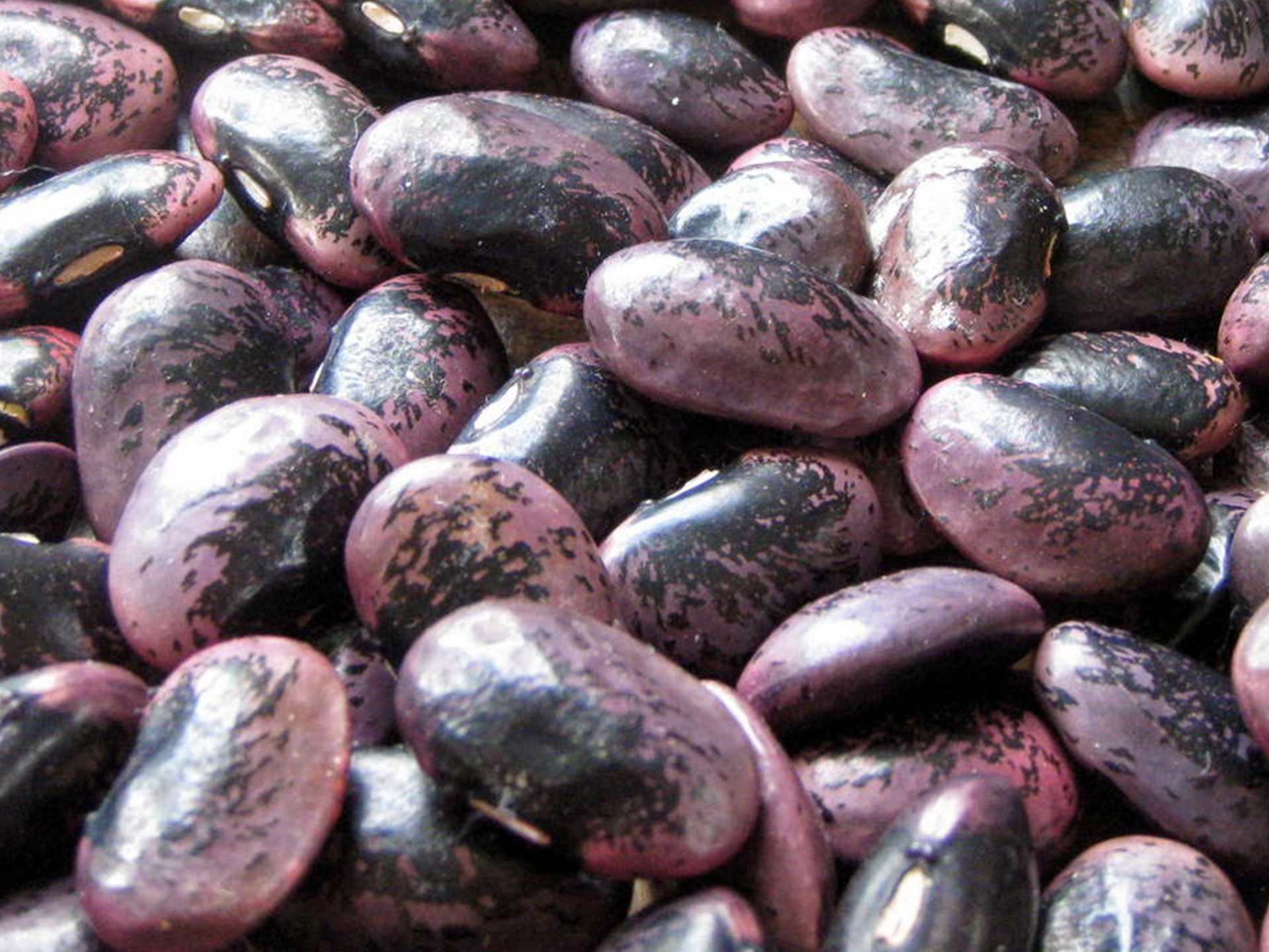 Runner-Bean-Phaseolus_coccineus
