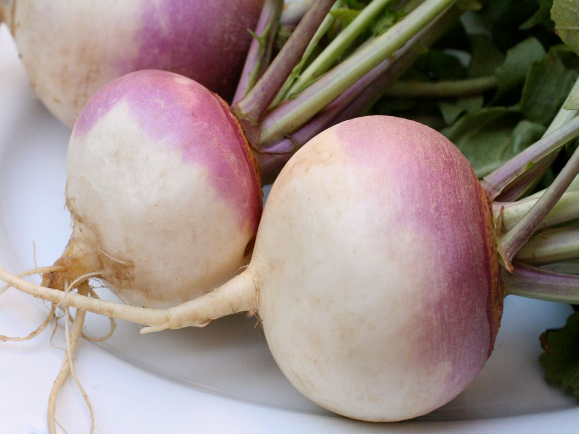 Rutabaga-Brassica_napus