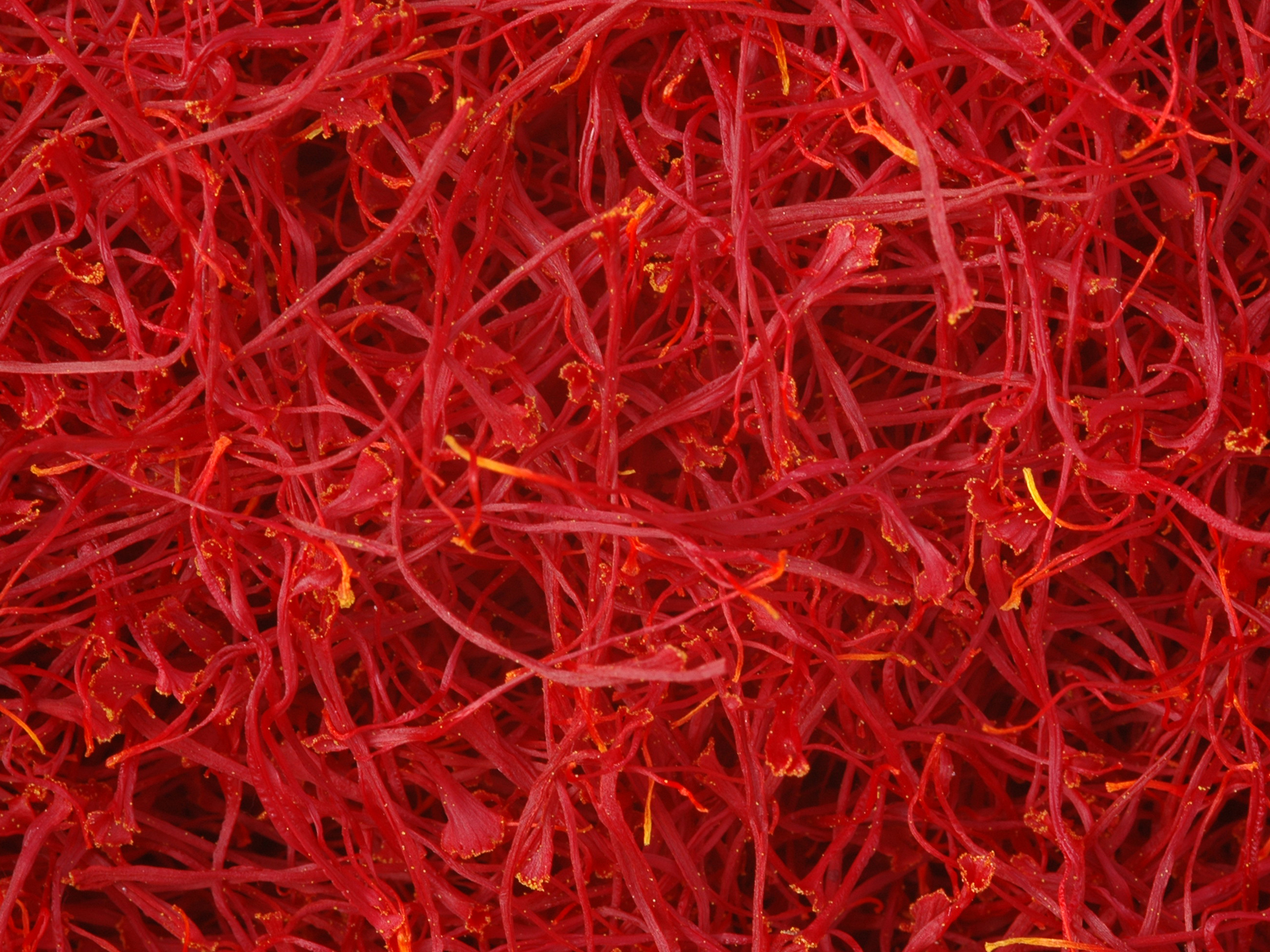 Saffron-Crocus_sativus