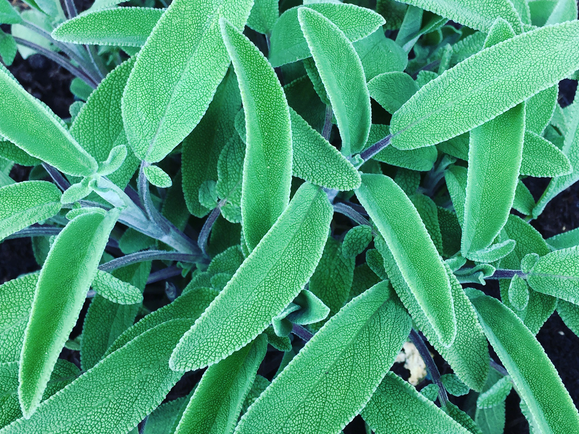 Sage-Salvia_officinalis