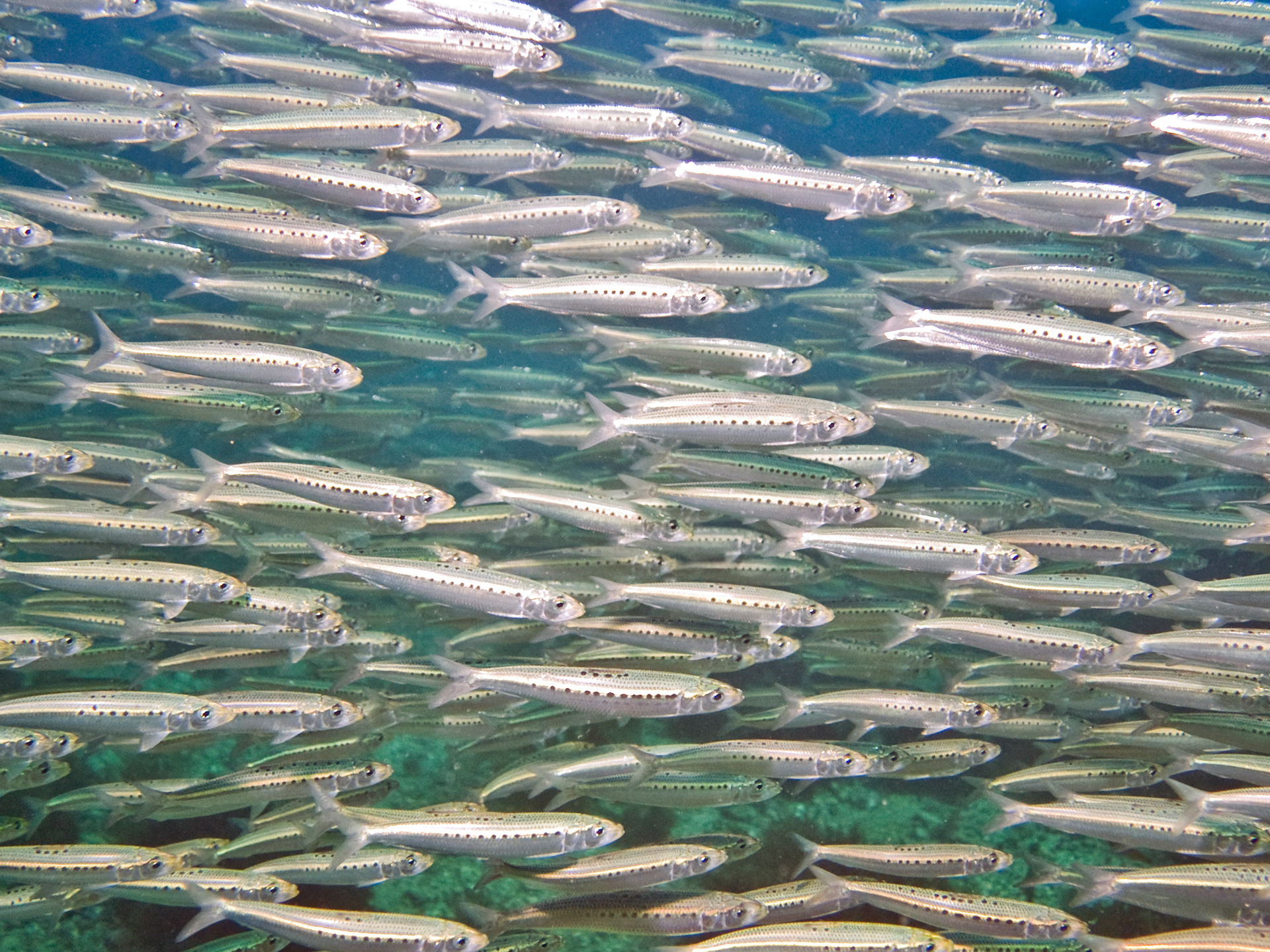 Sardine-Australian-Sardinops_sagax