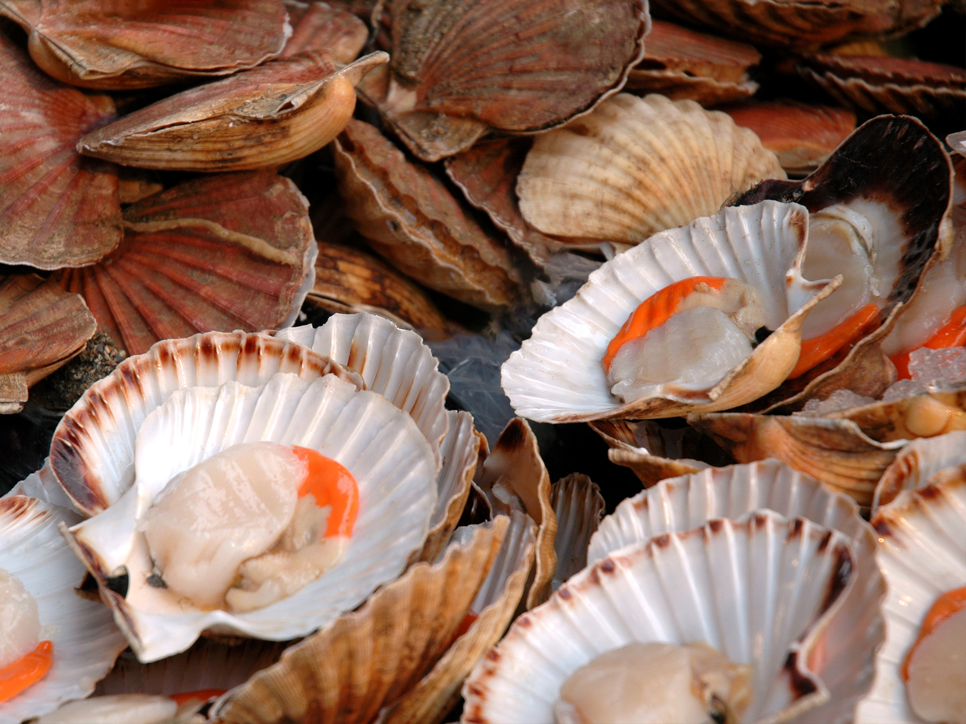 Scallop-Pecten_fumatus