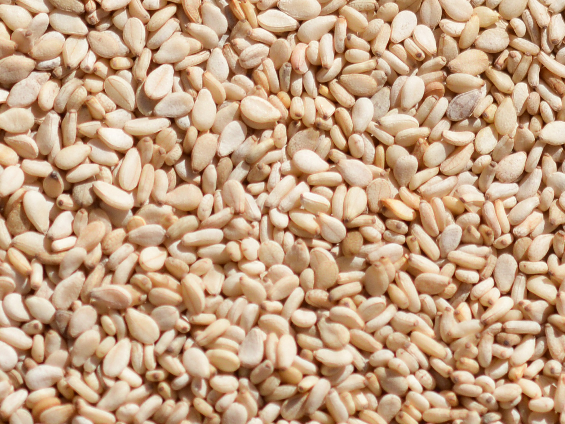 Sesame-Seeds-Sesamum_indicum