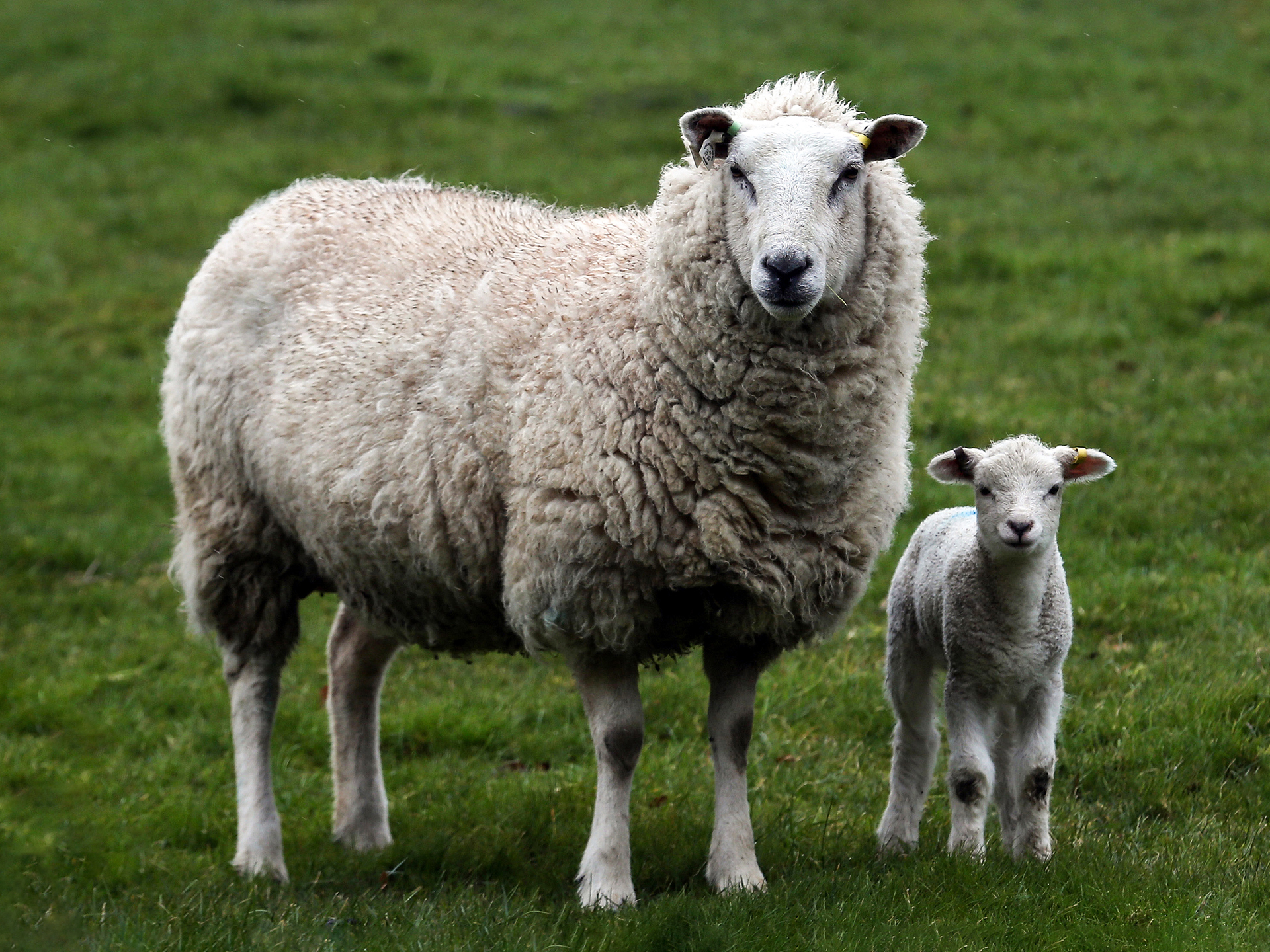 Sheep-Ewe-and-Lamb