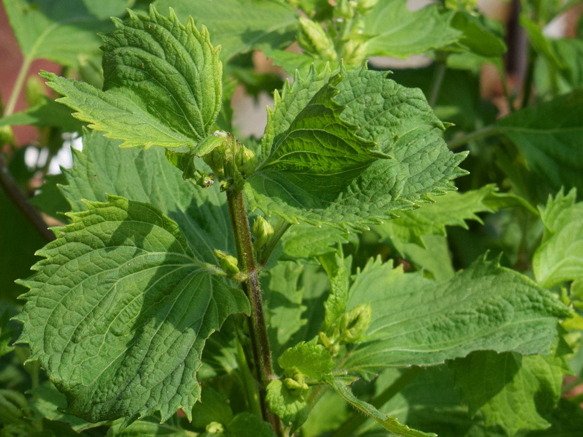 Shiso-Perilla_frutescens