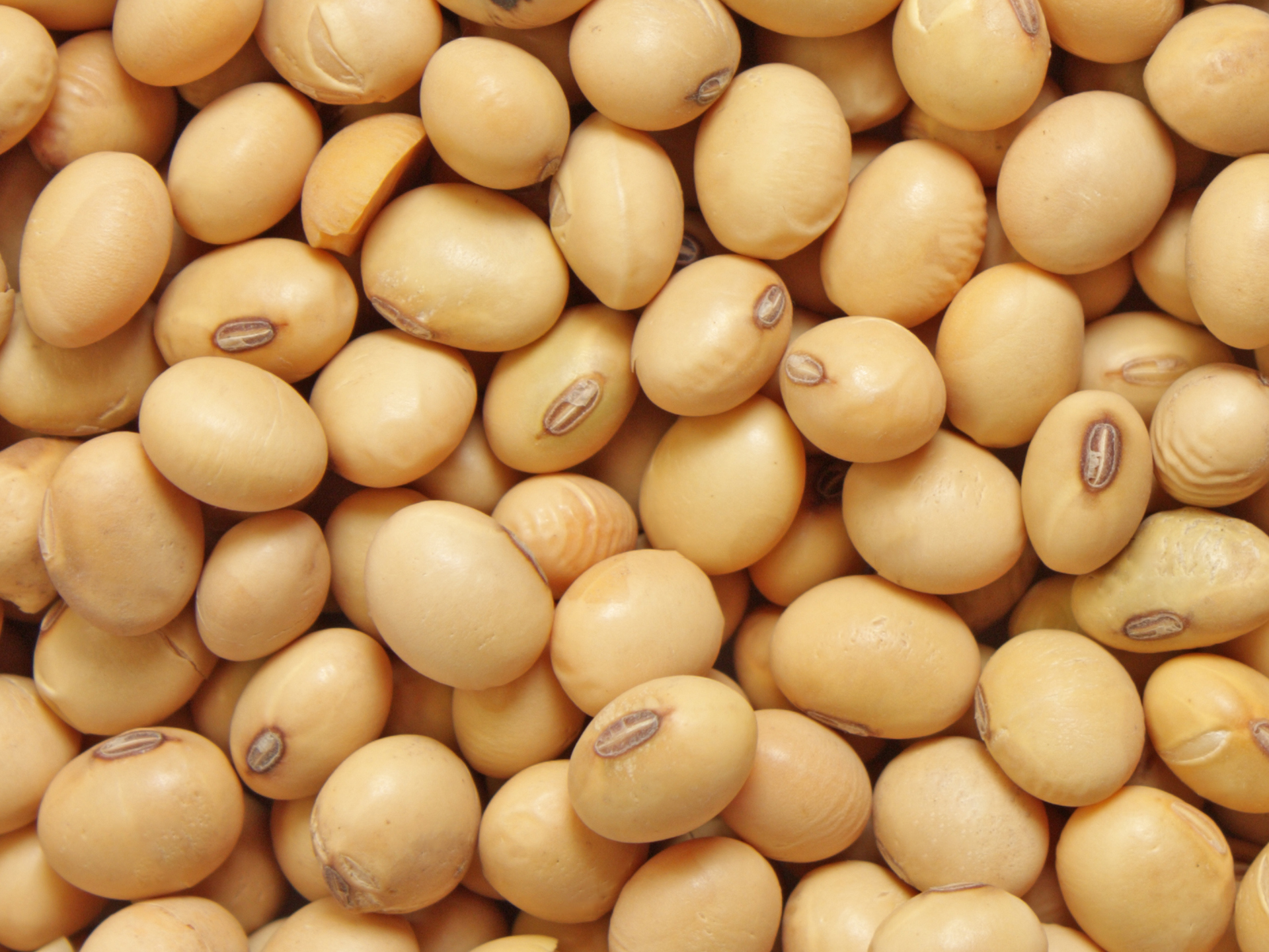Soybean-Glycine_max